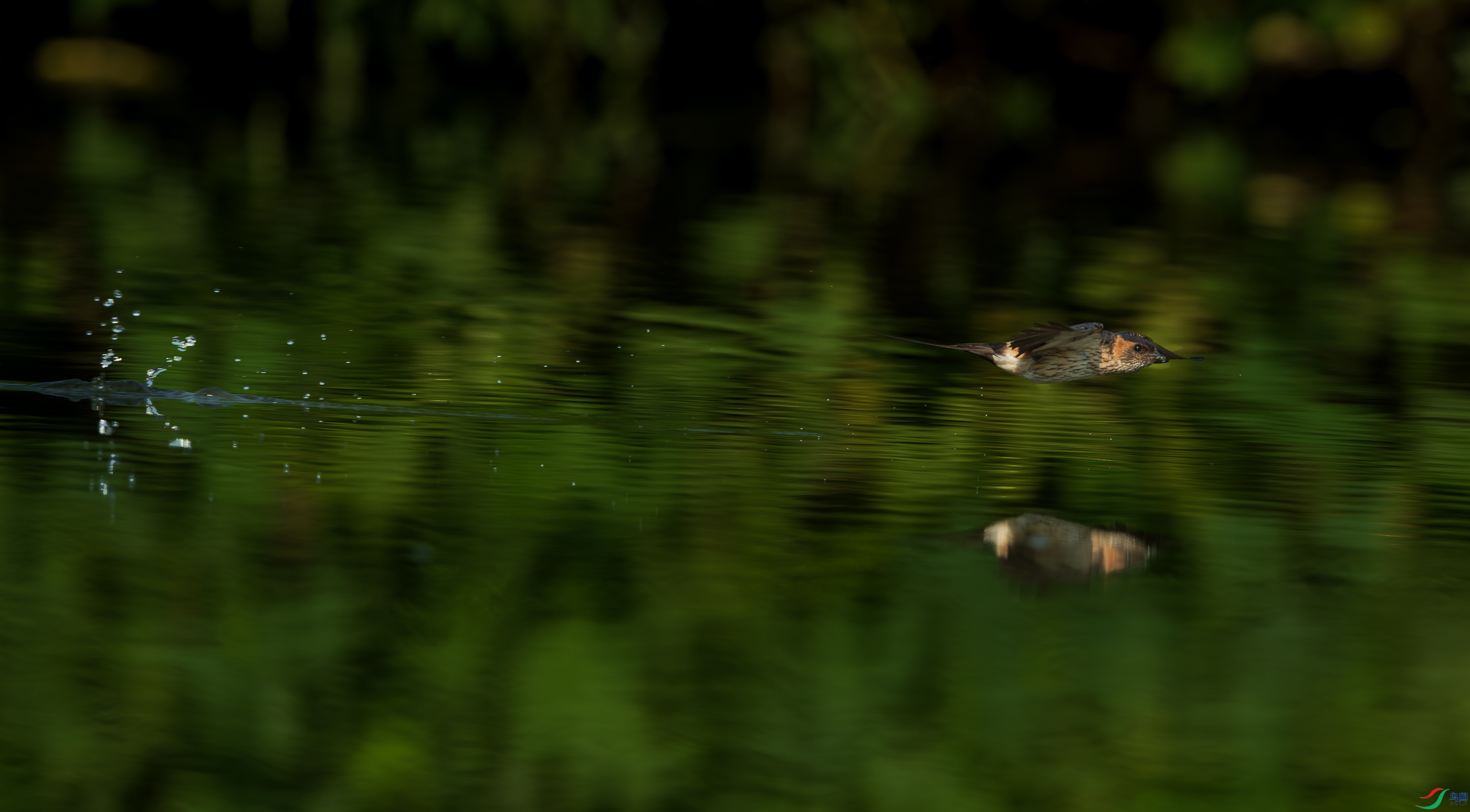 _DSC4038.jpg