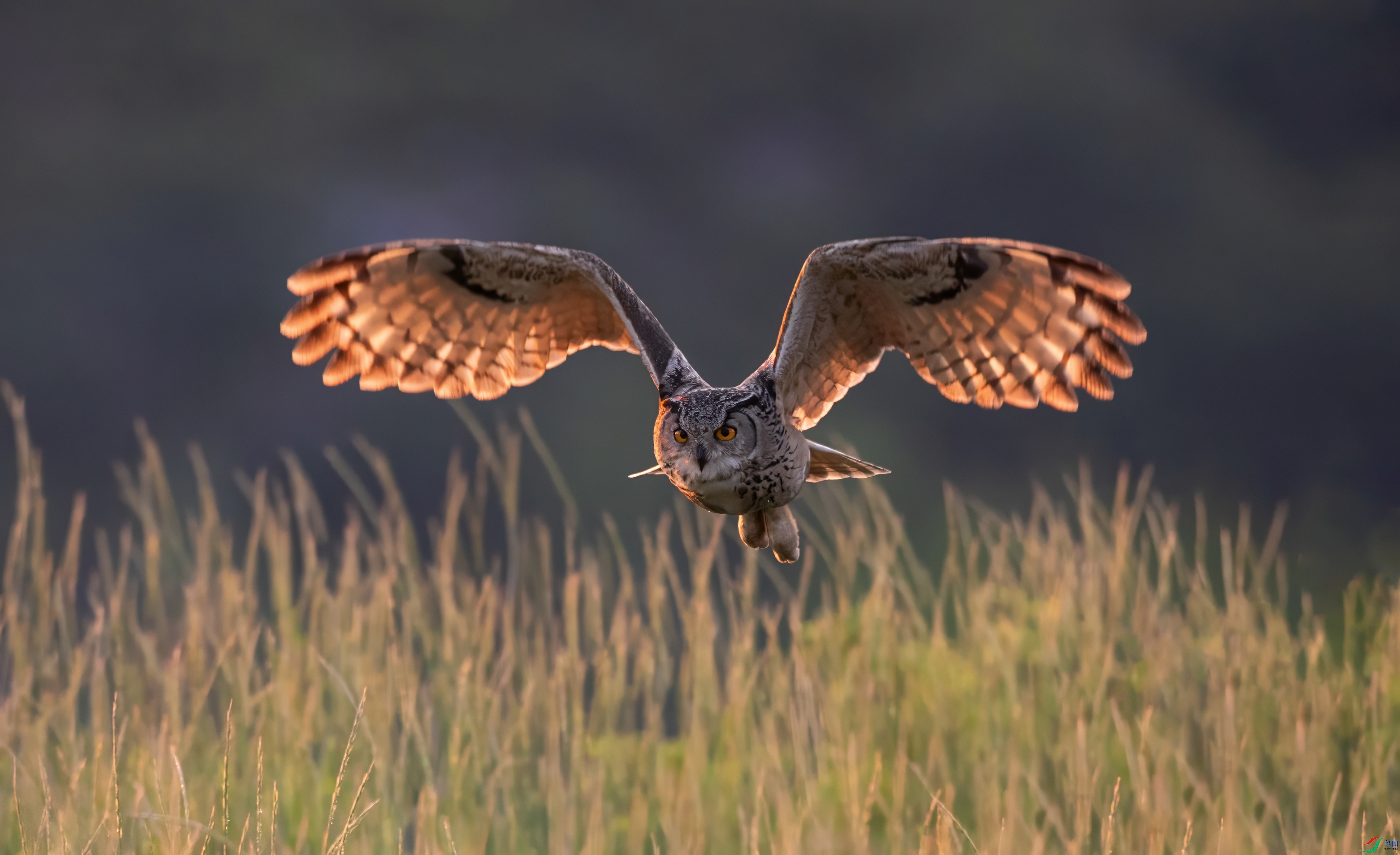 0L0A6532-topaz-denoise.jpeg