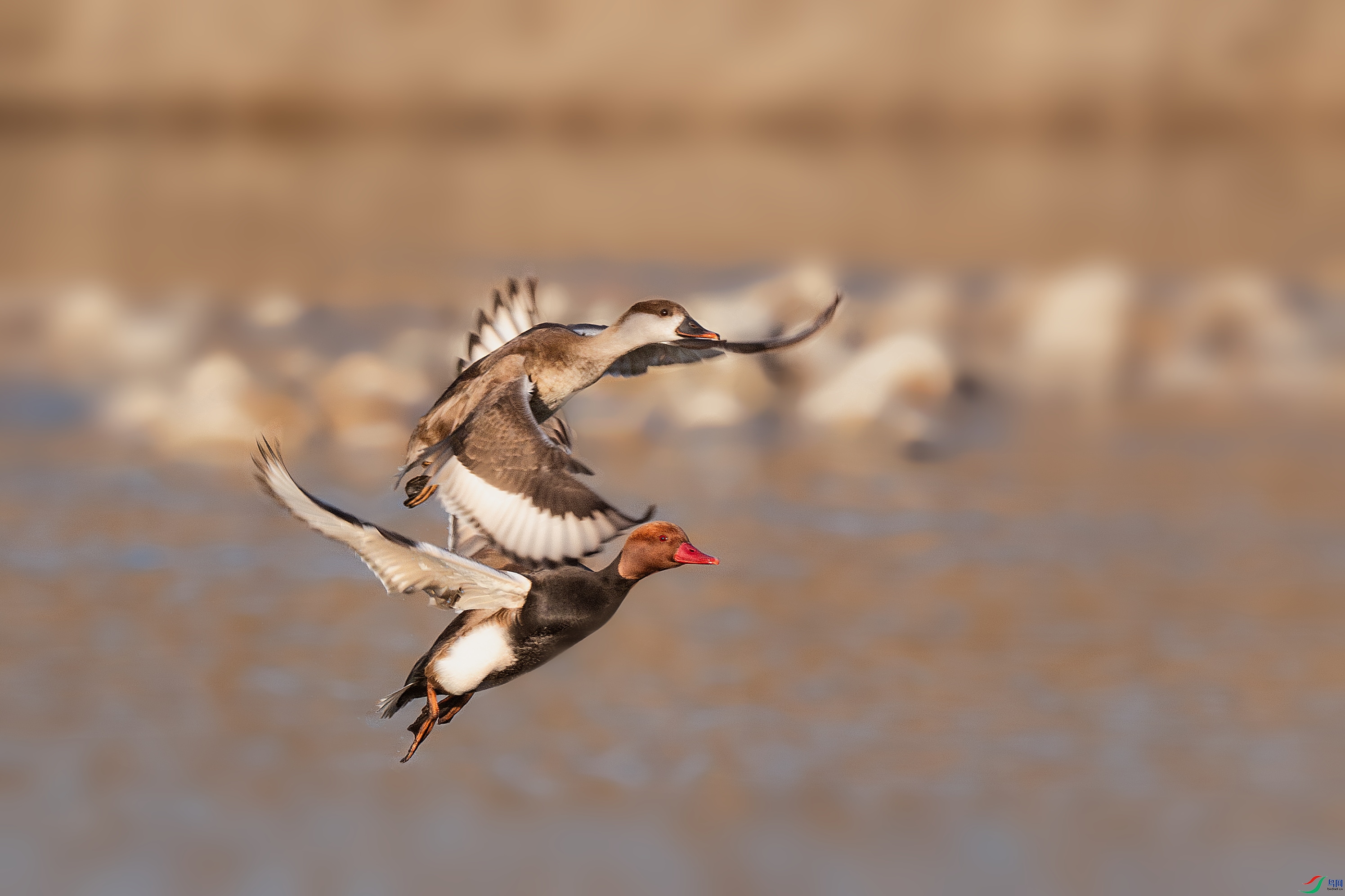 _DSC9731-����ǿ-NR.psd-1.JPG