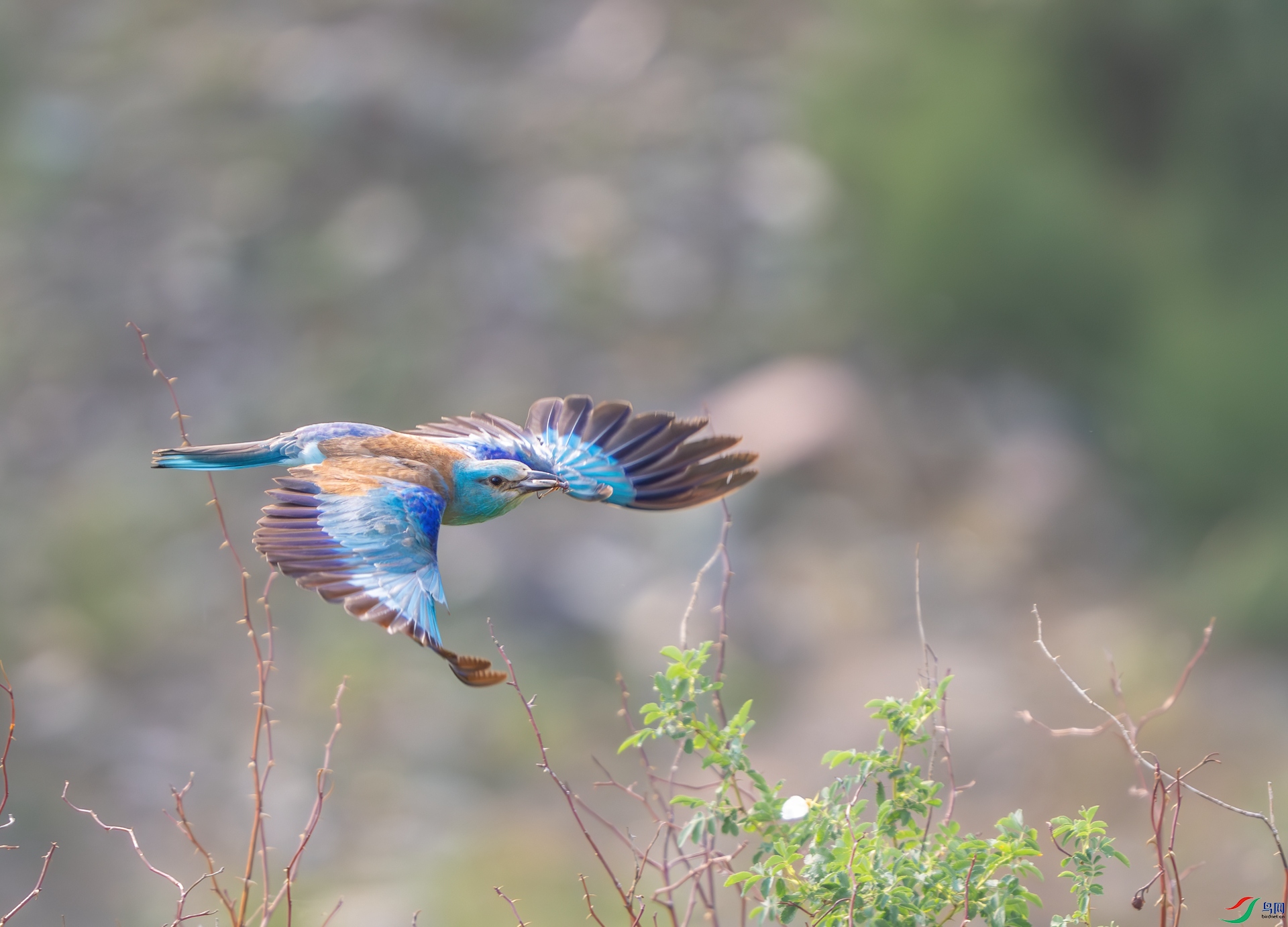 DSC_8068.jpg