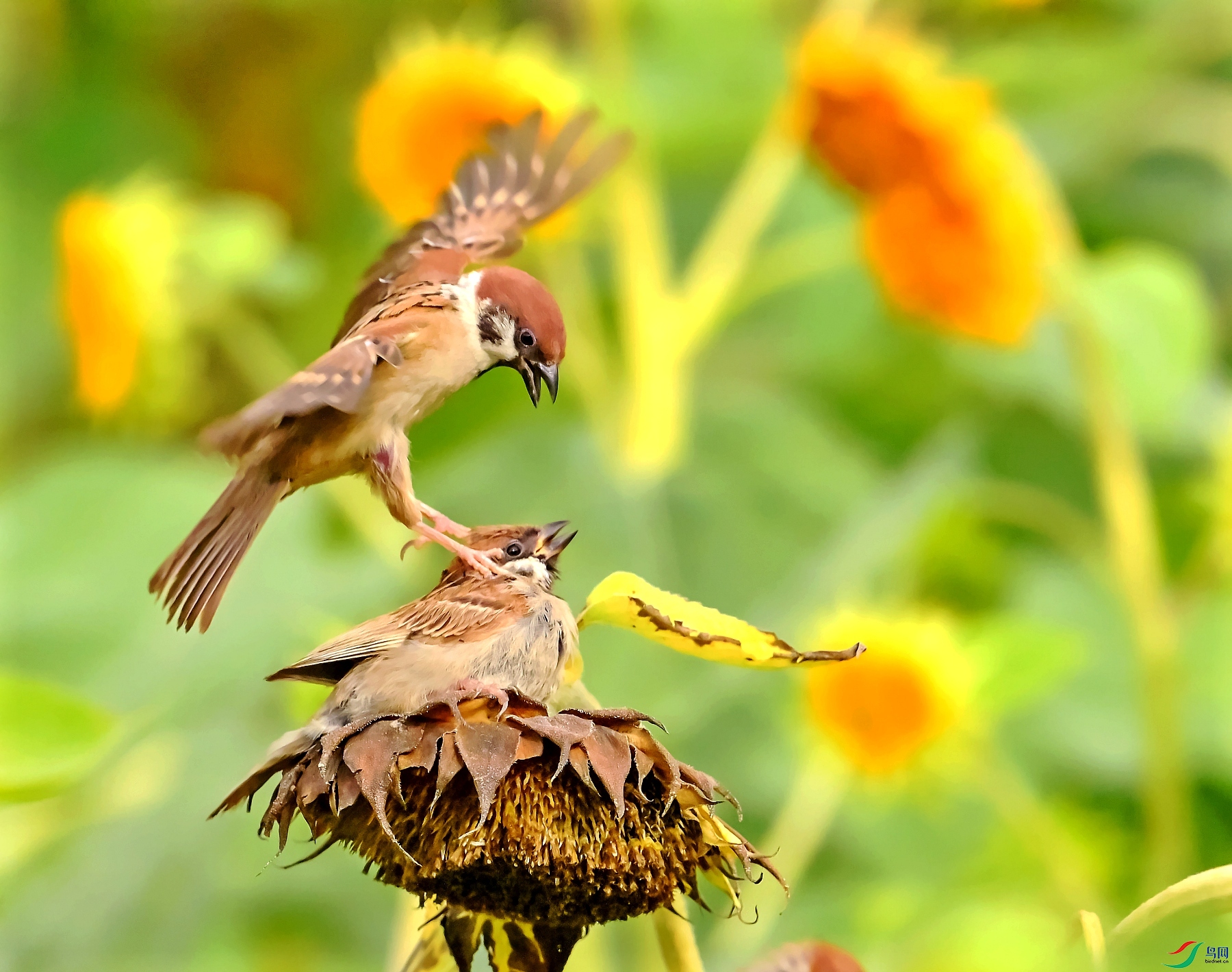 DSC_5580ֱ��Ҫ��.jpg