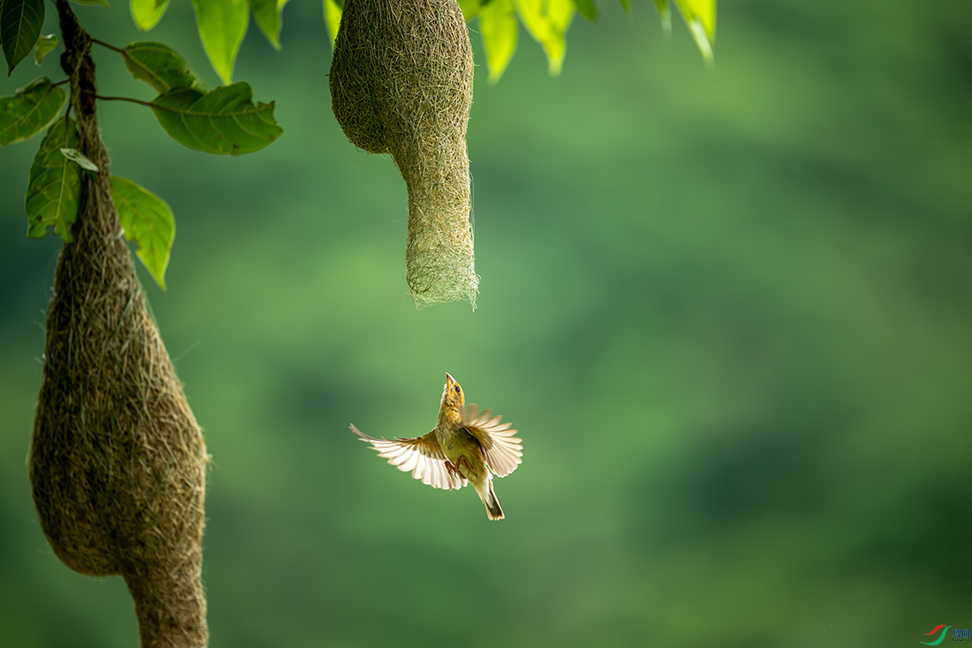 DSC_6499-����ǿ-NR ���� 2.jpg