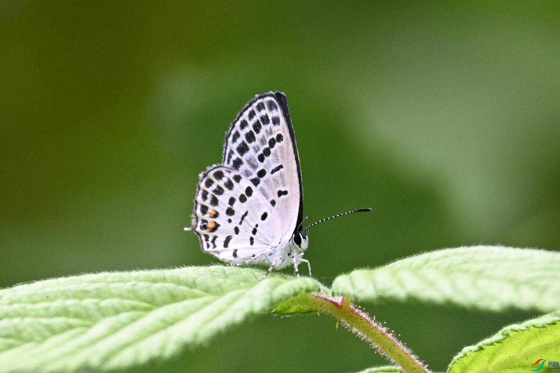 DSC_2420.JPG