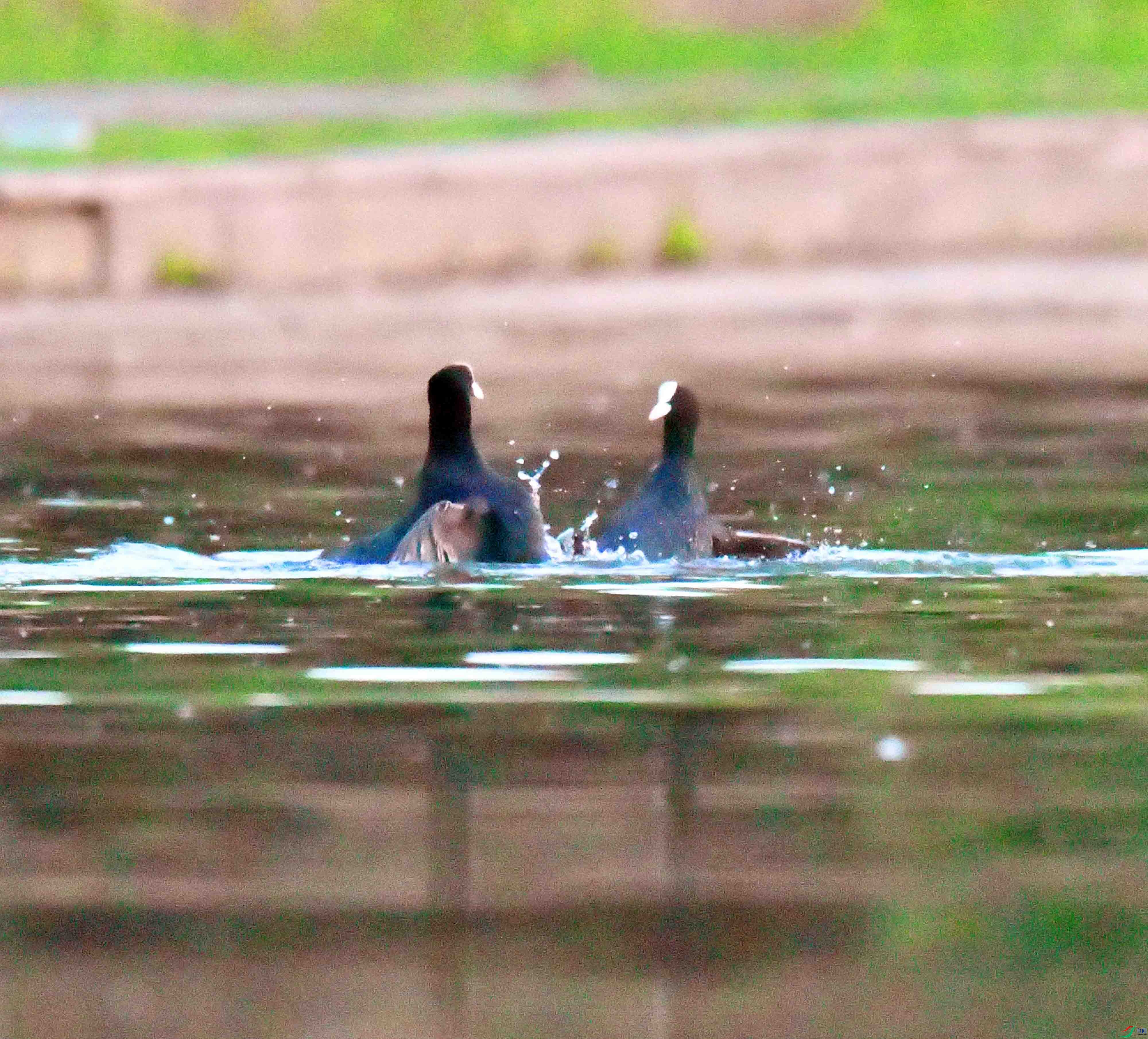 DSC_6061.JPG