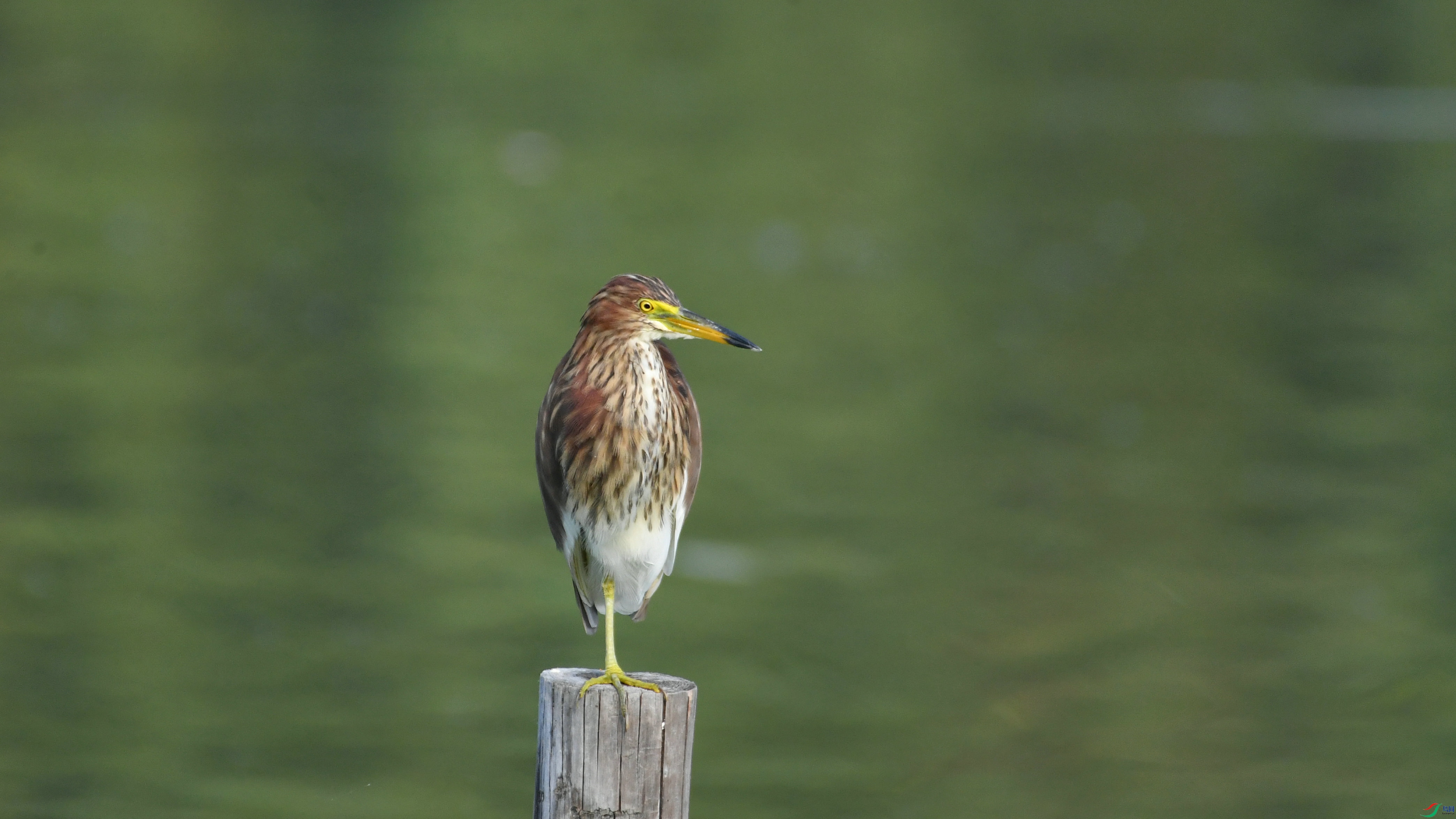 DSC_3605.JPG