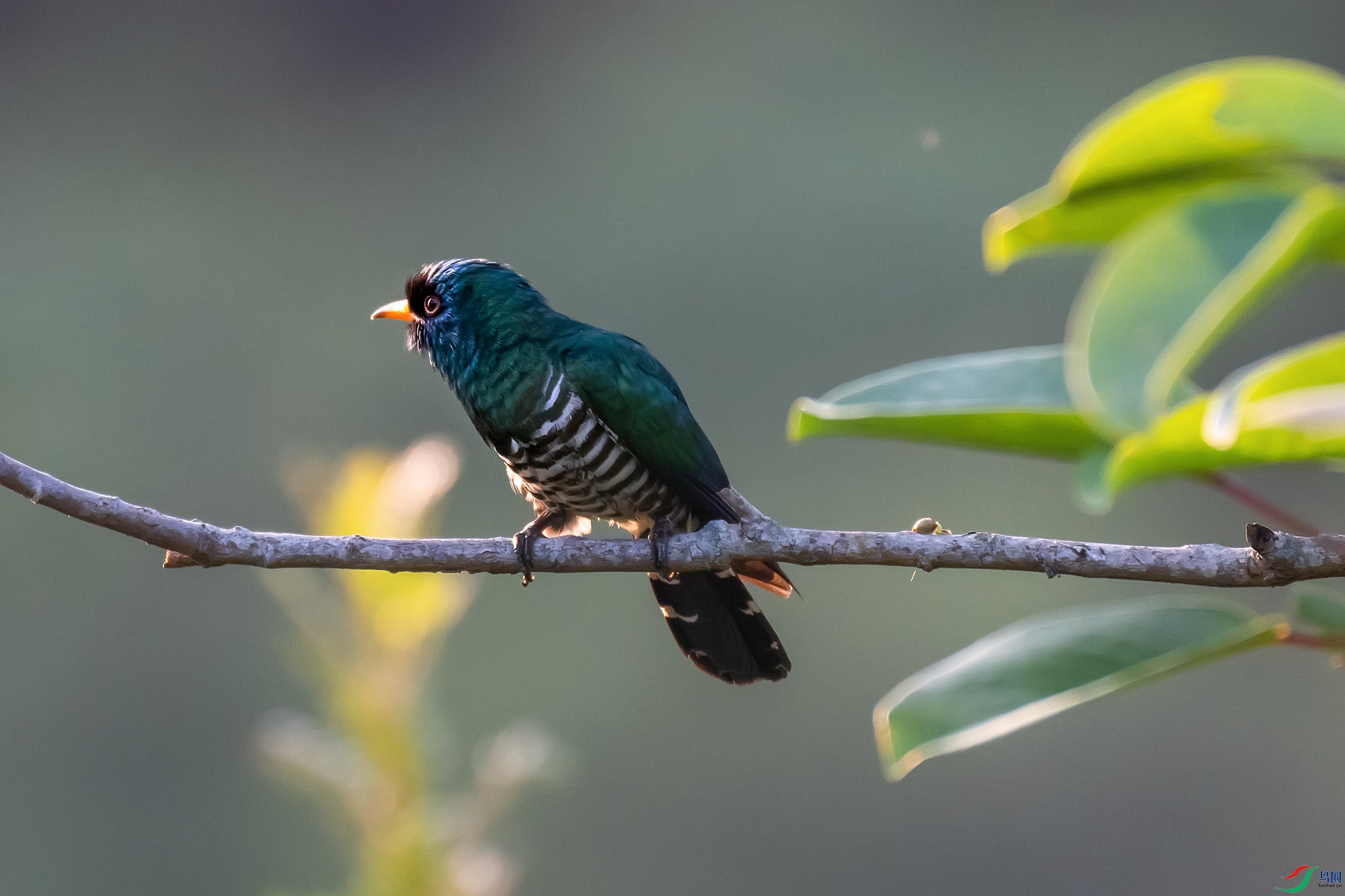 DSC_4590-1.jpg