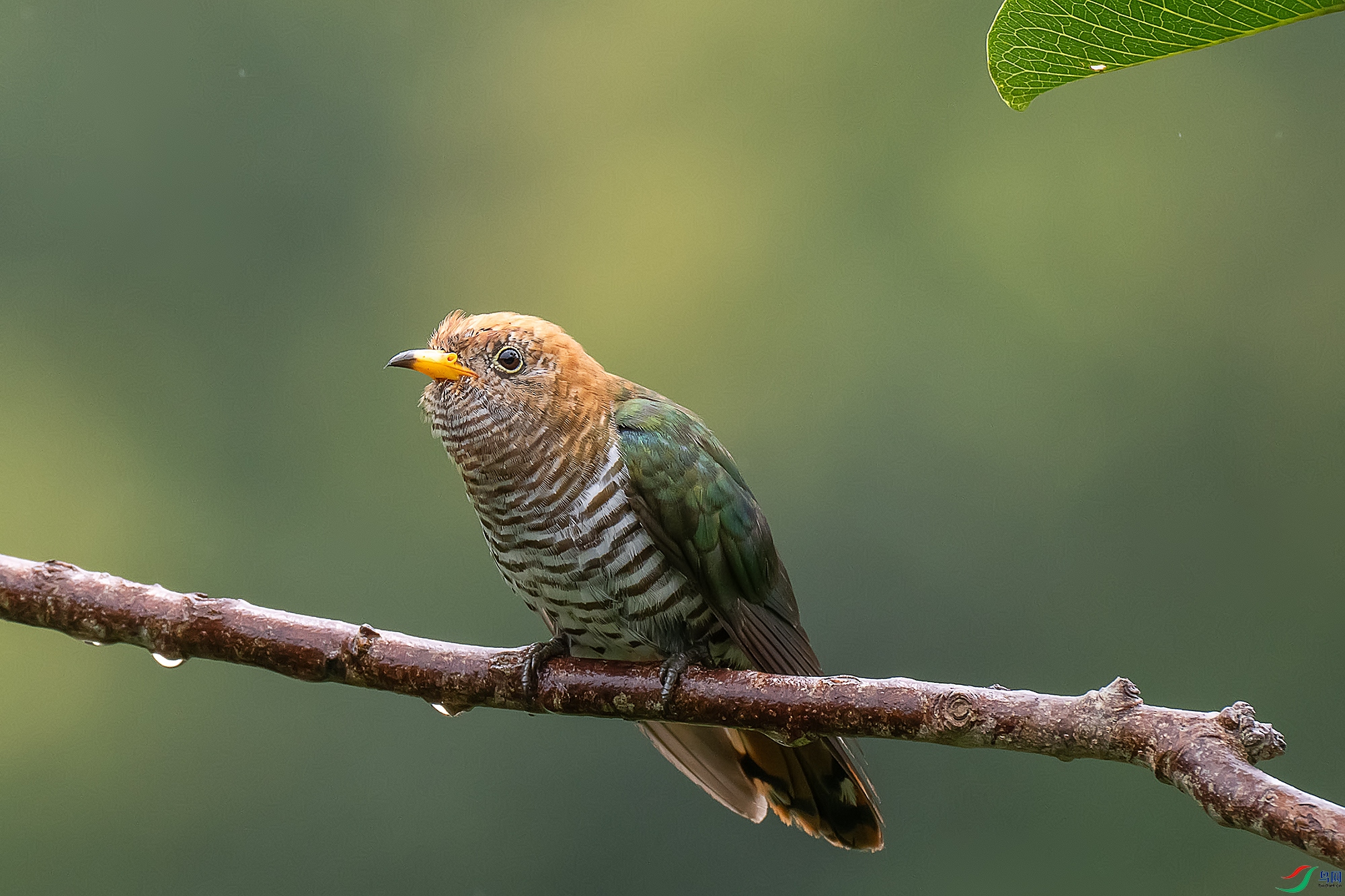 DSC_7408 ����a.jpg
