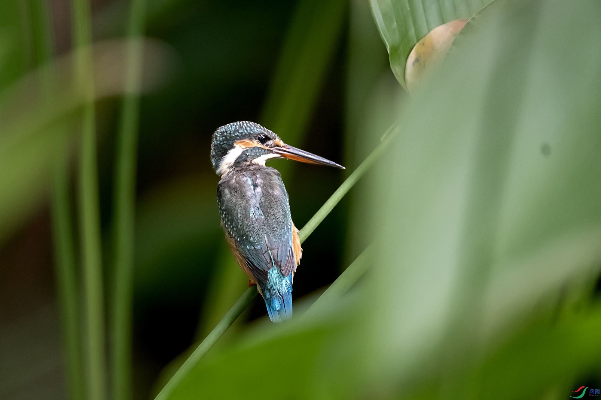 DSC_3921.jpg