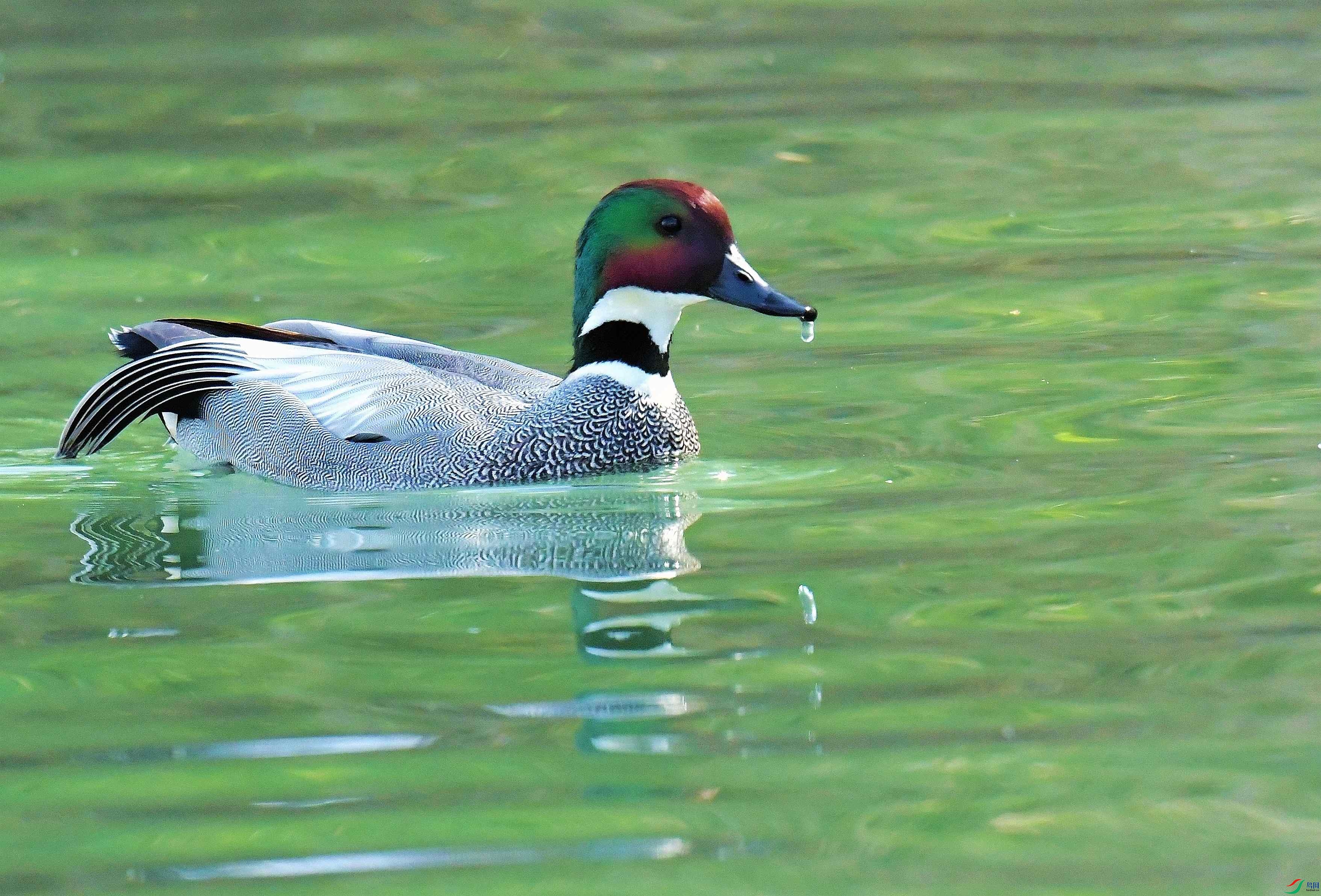 DSC_3978.JPG
