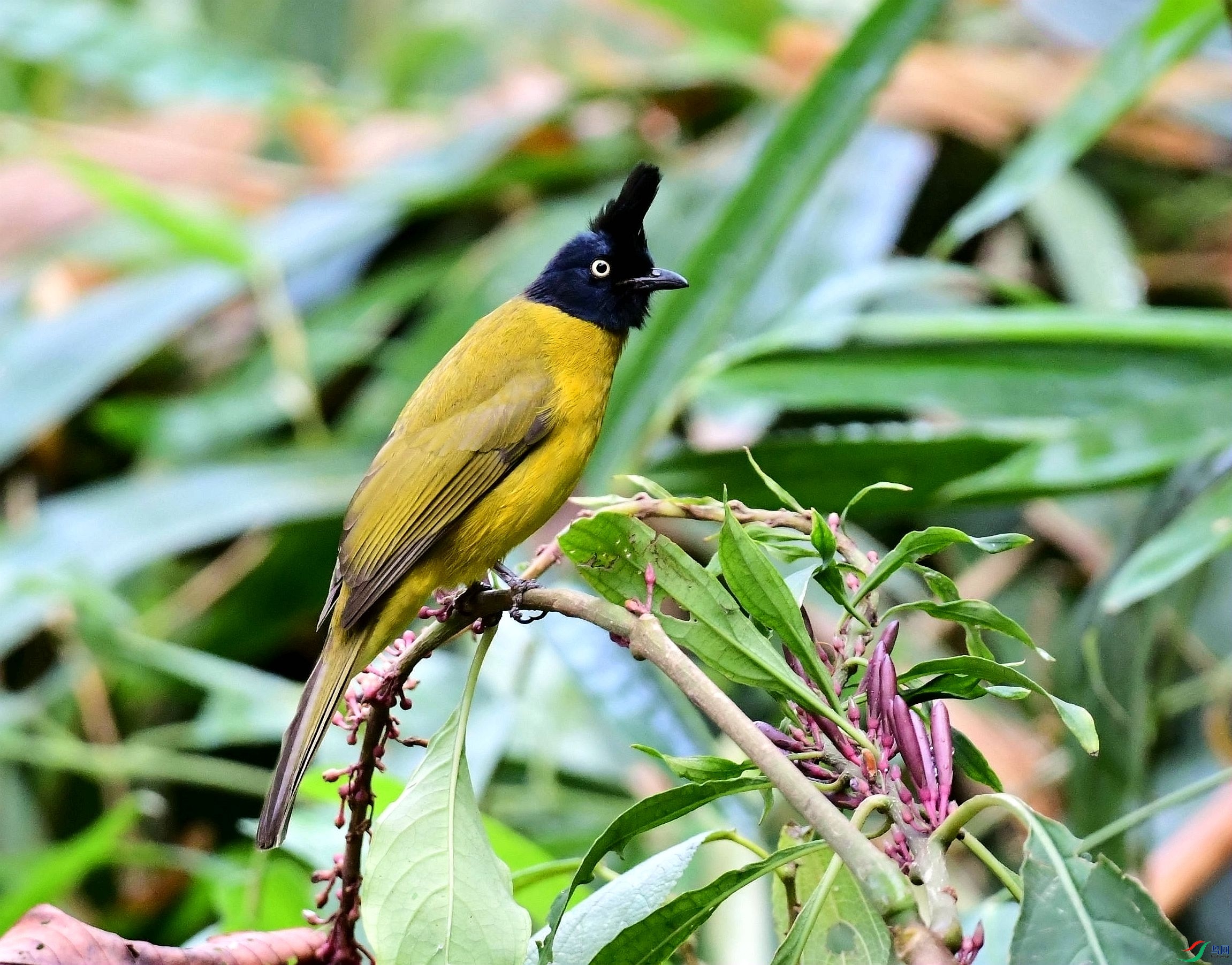 DSC_4237_����.jpg