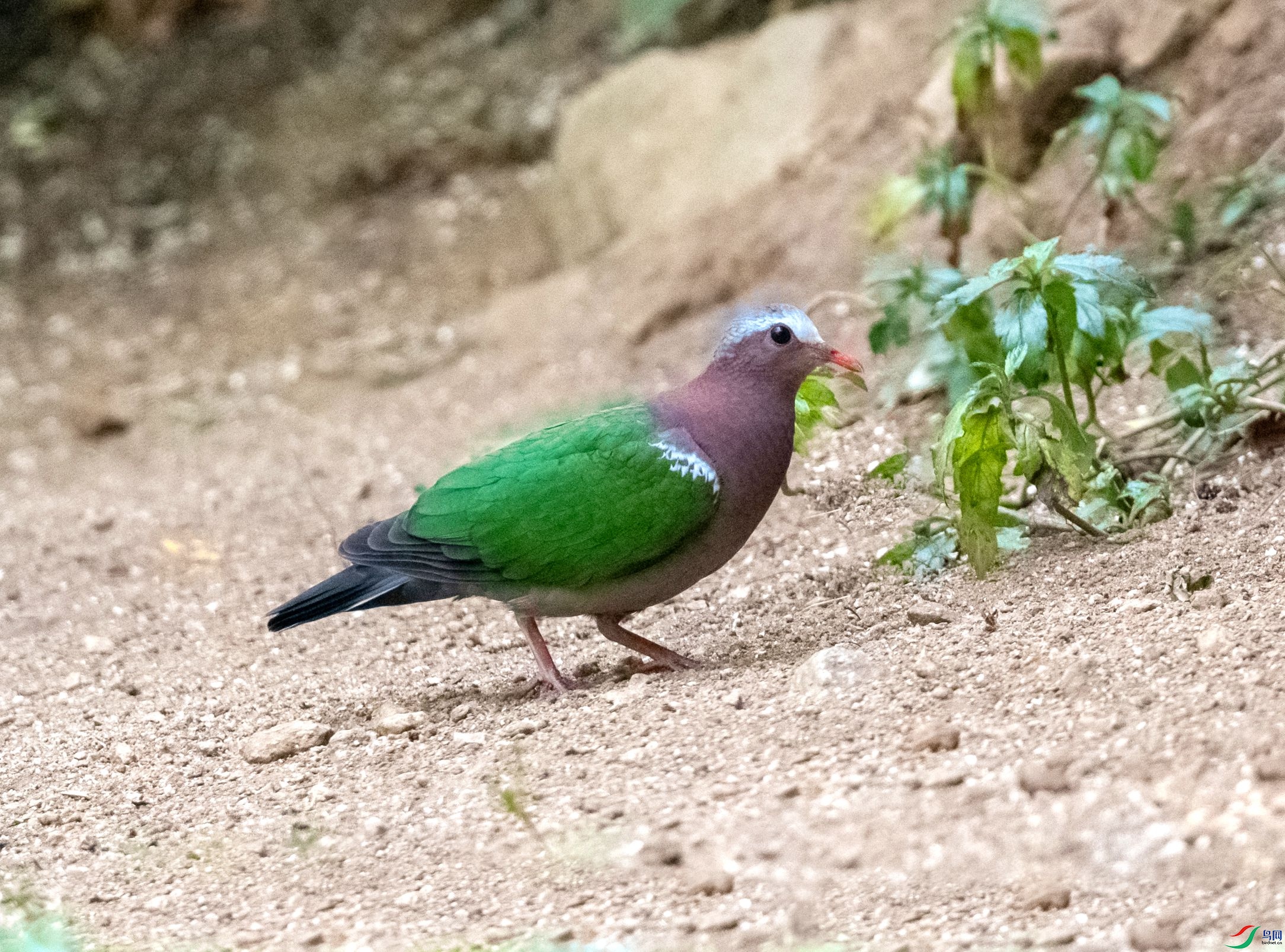 DSC_5236_����.jpg