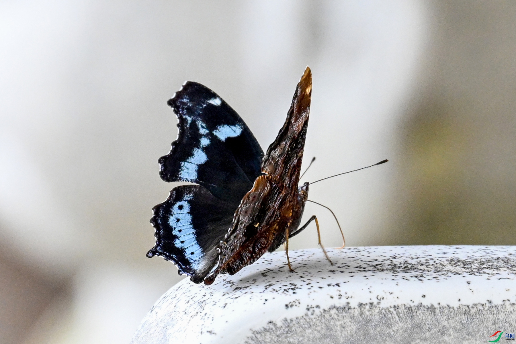 DSC_2429.JPG