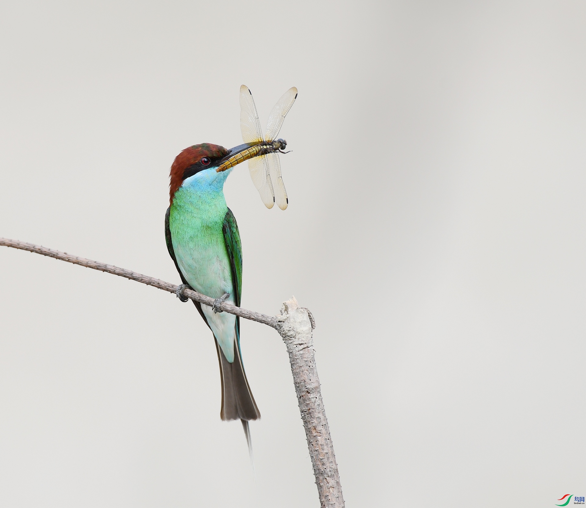 DSC_2098.jpg