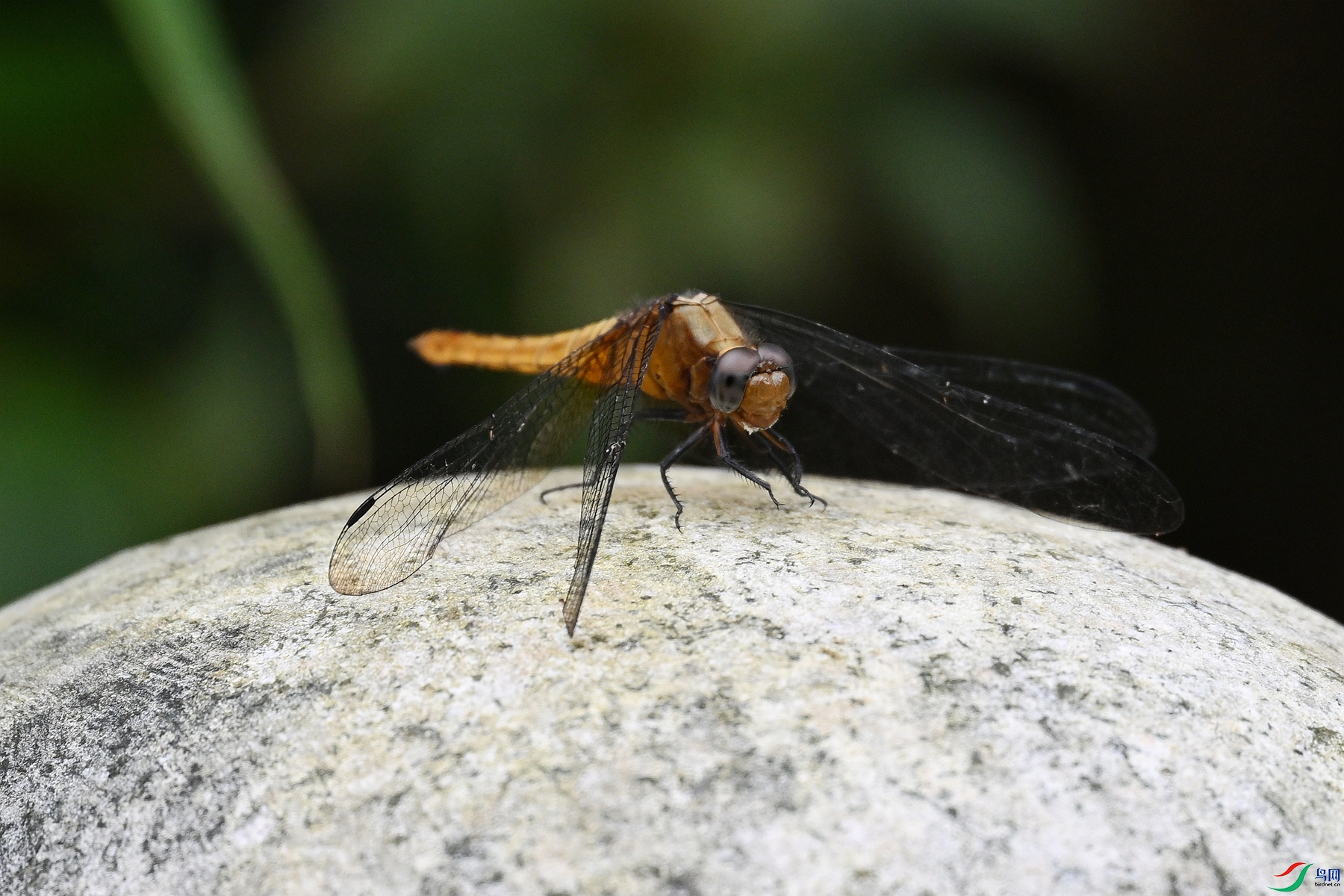 DSC_2469.JPG