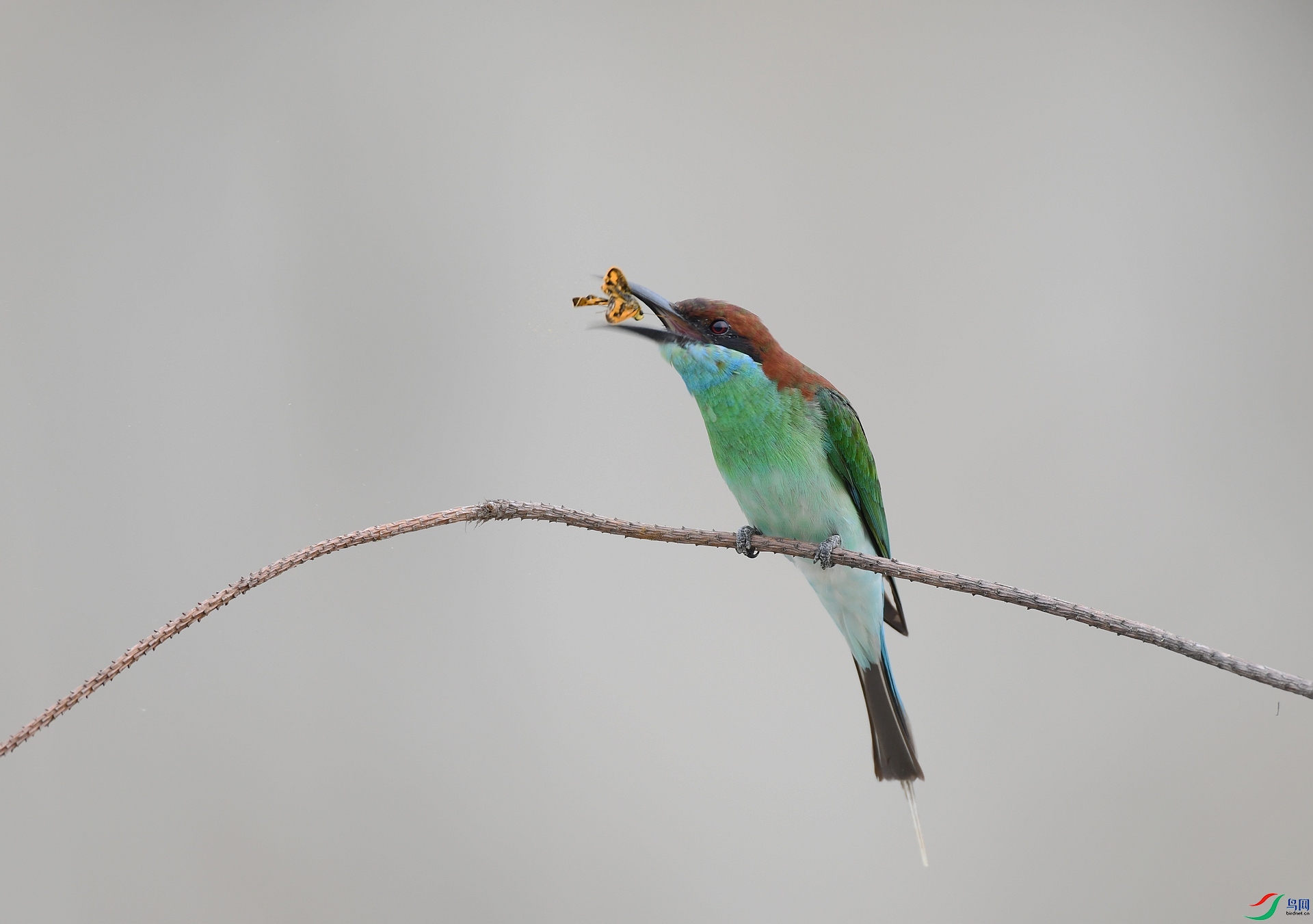 DSC_7812.jpg