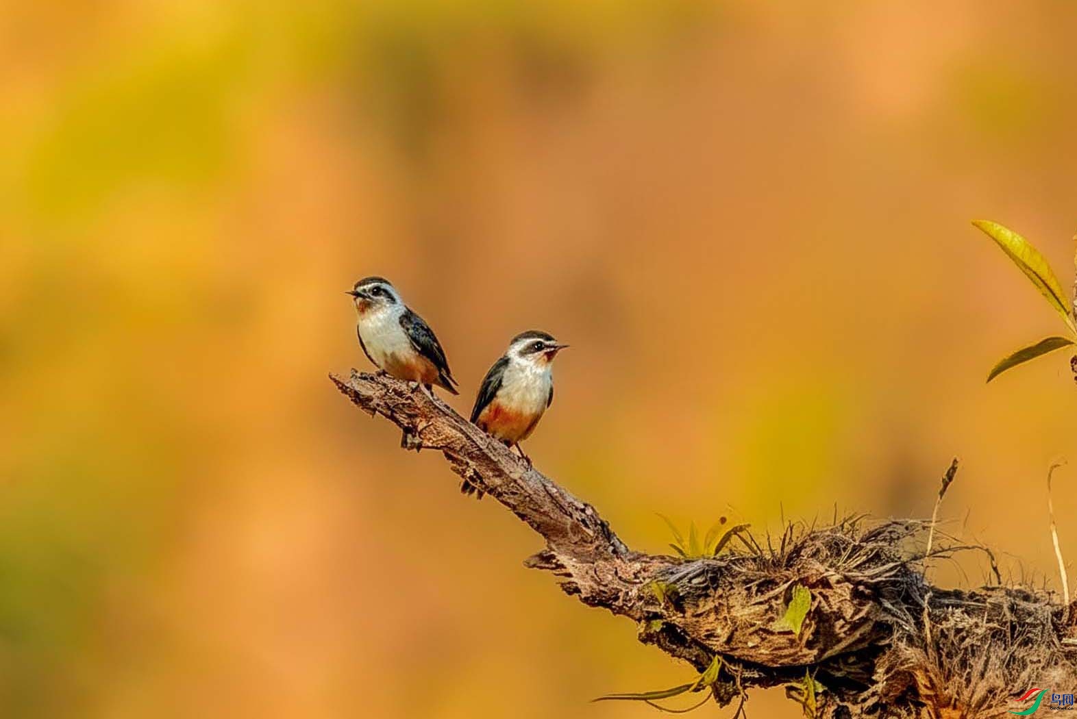 ͼƬ�Ŵ����� (1) ���� 3.jpg