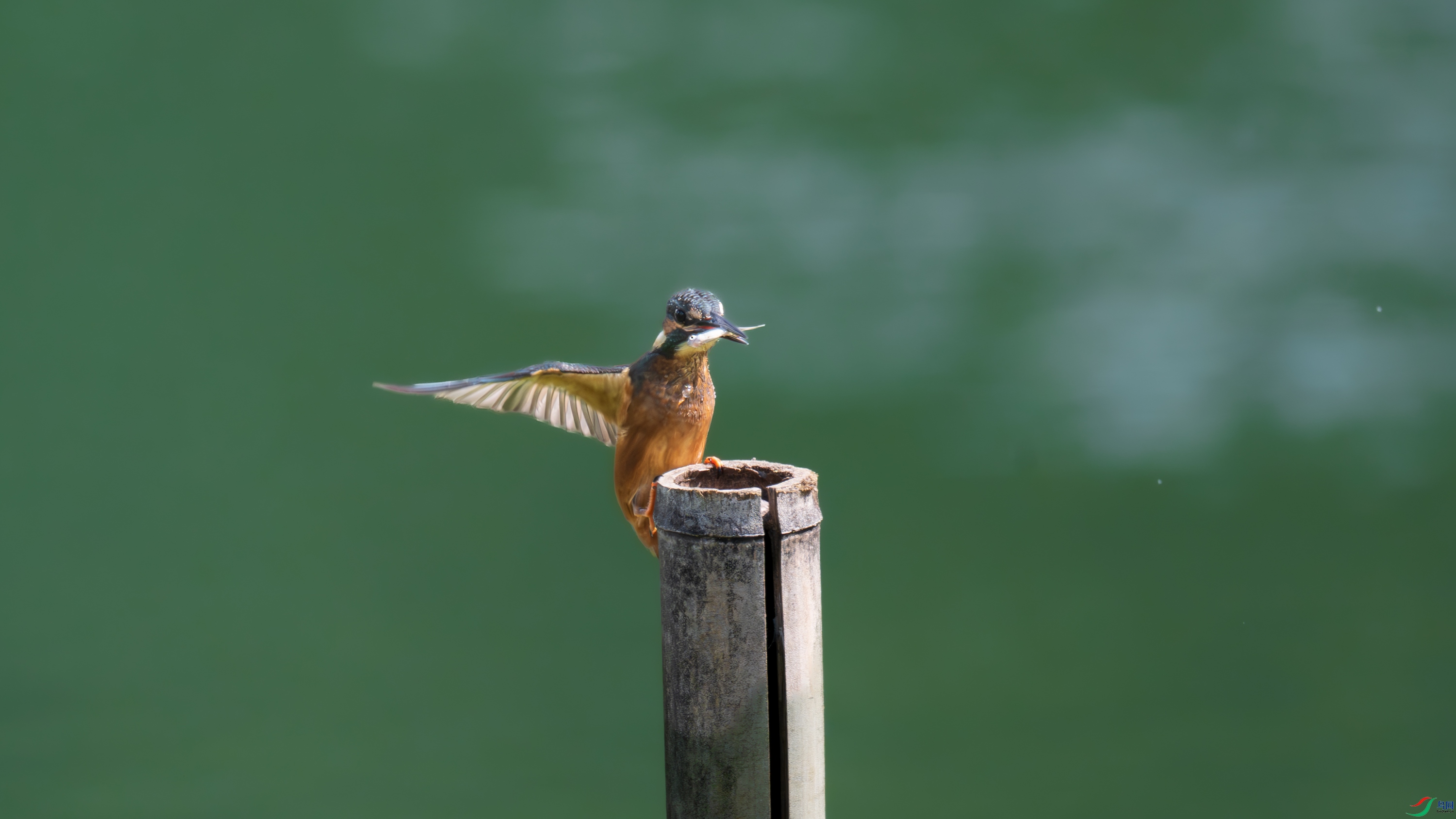 DSC_6631.jpg