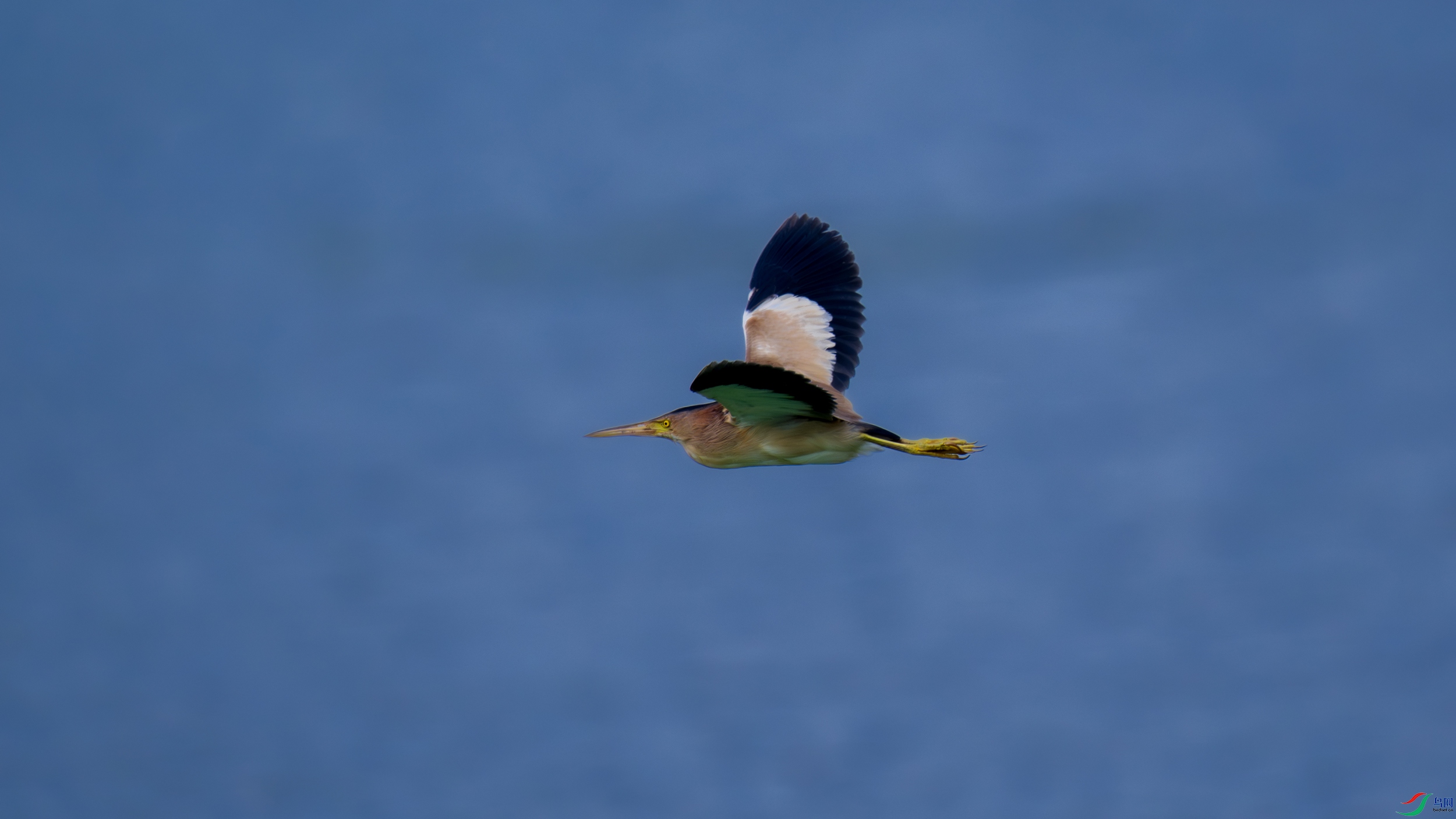 DSC_6447.jpg