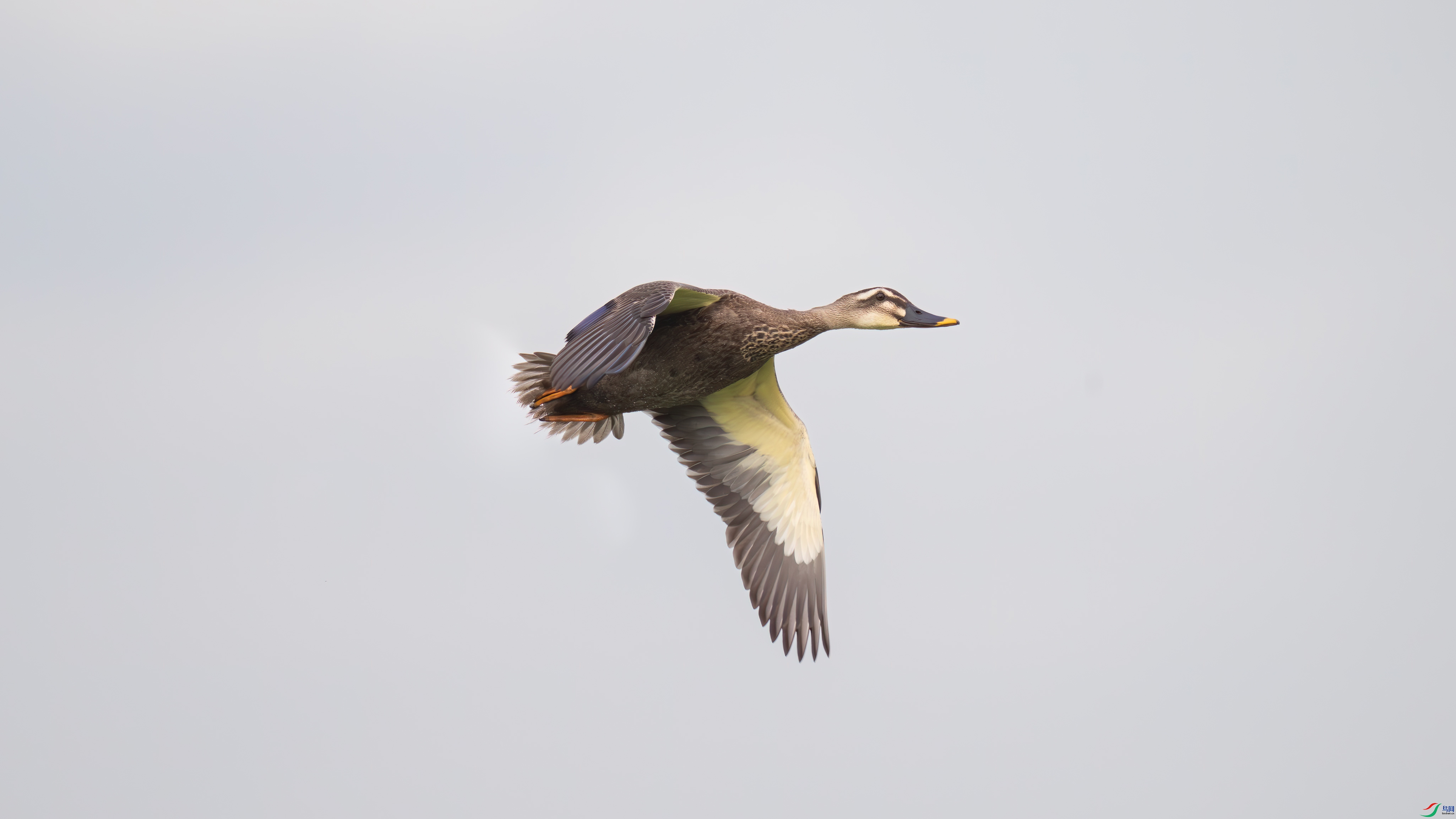 DSC_6487.jpg
