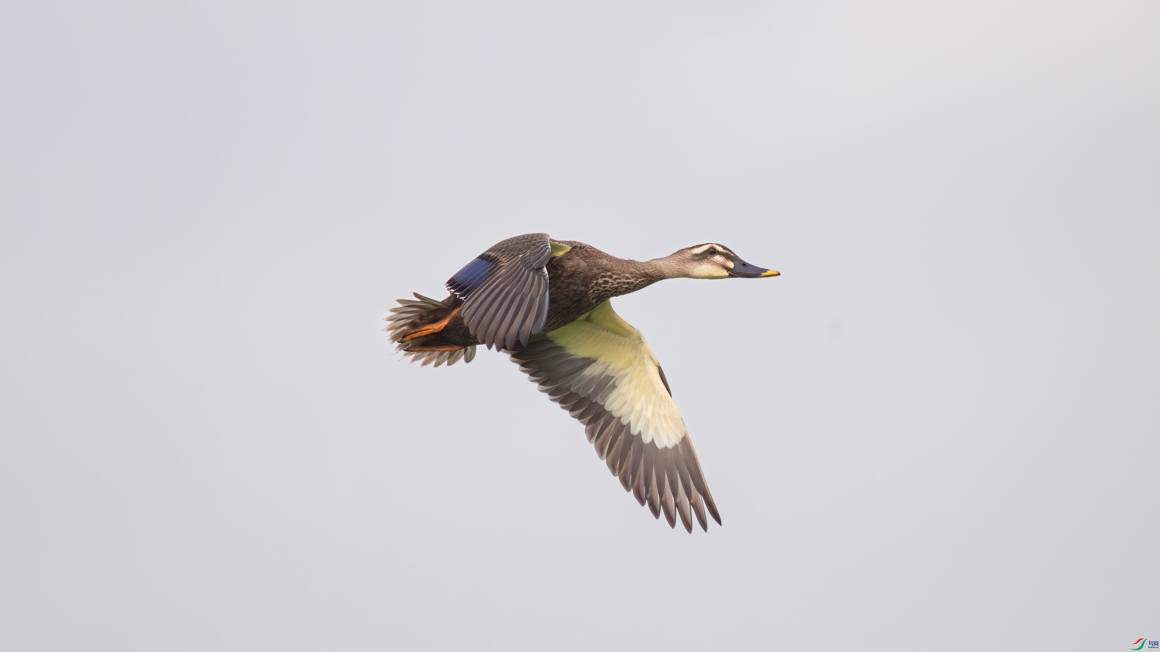 DSC_6490.jpg