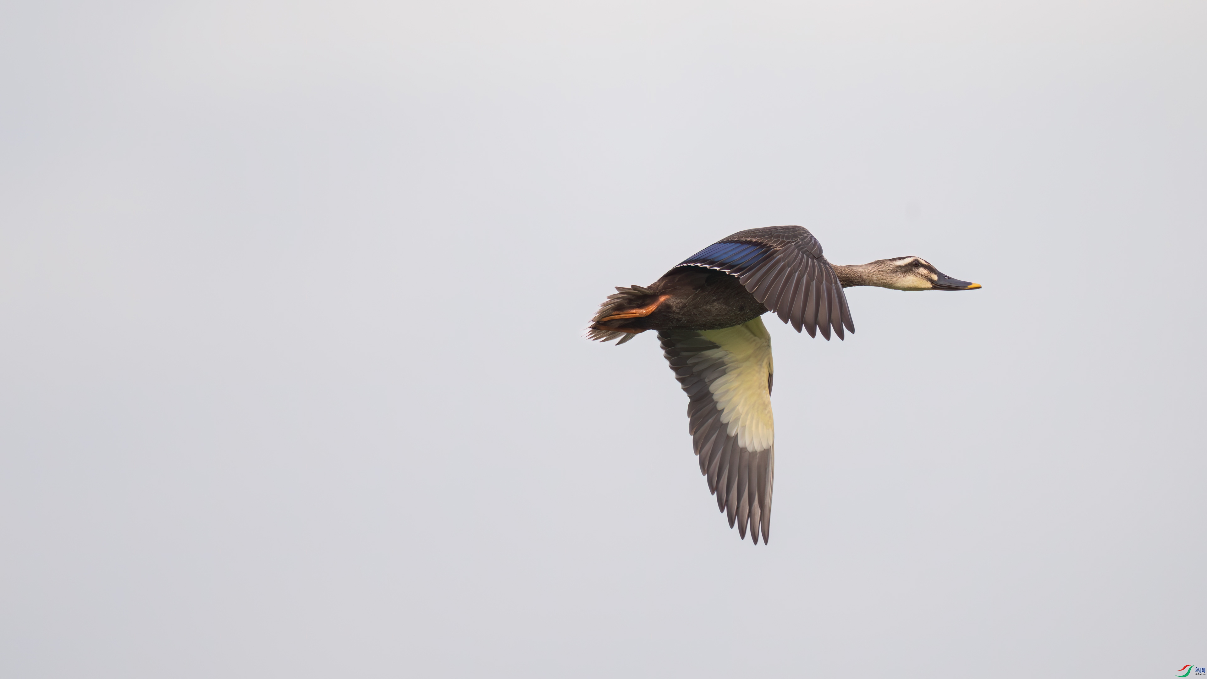 DSC_6505.jpg