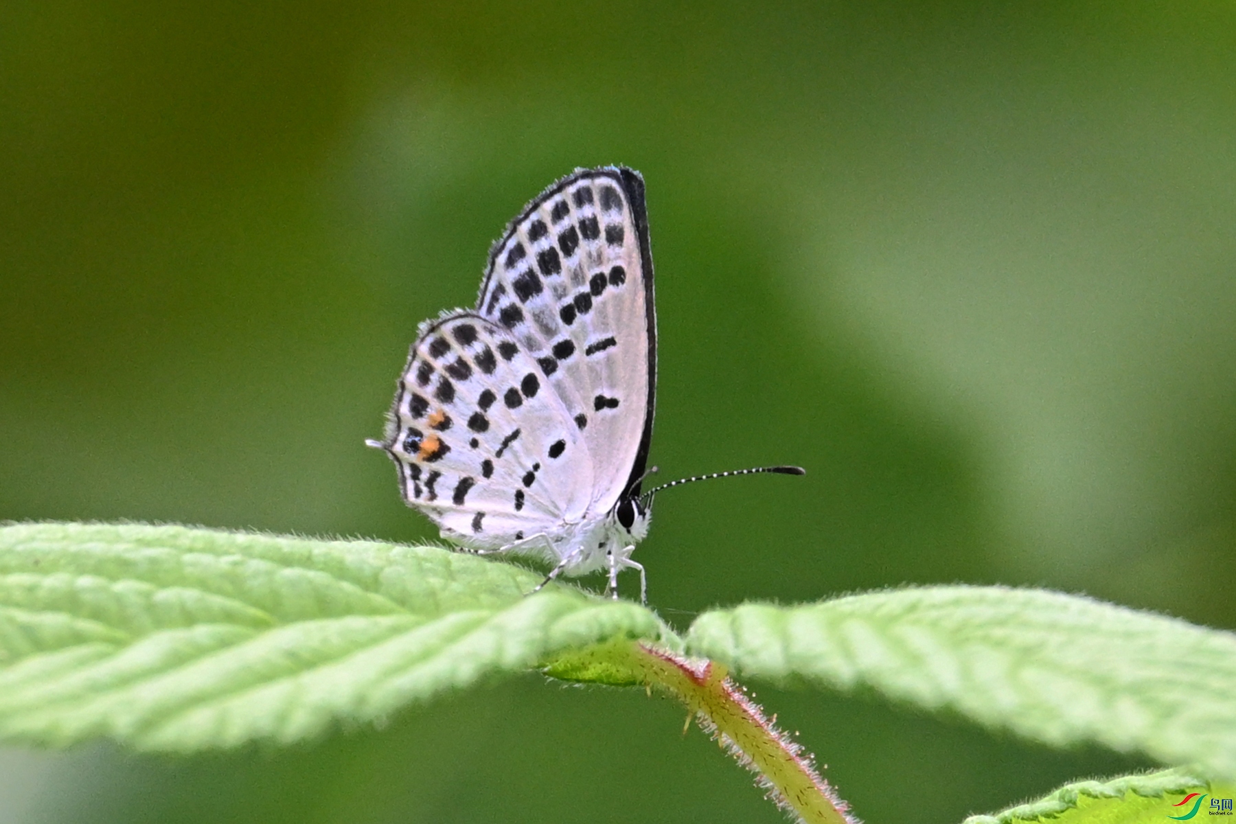 DSC_2423.JPG