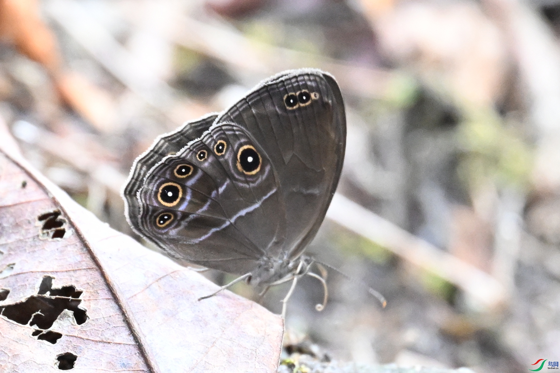 DSC_2444.JPG