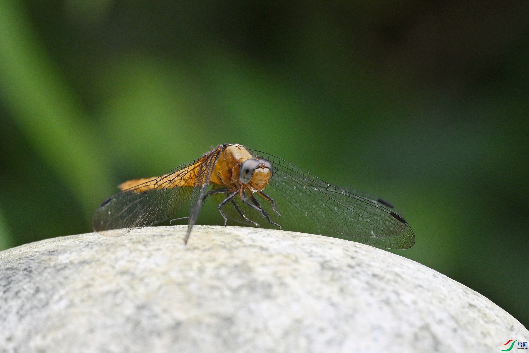 DSC_2480.JPG