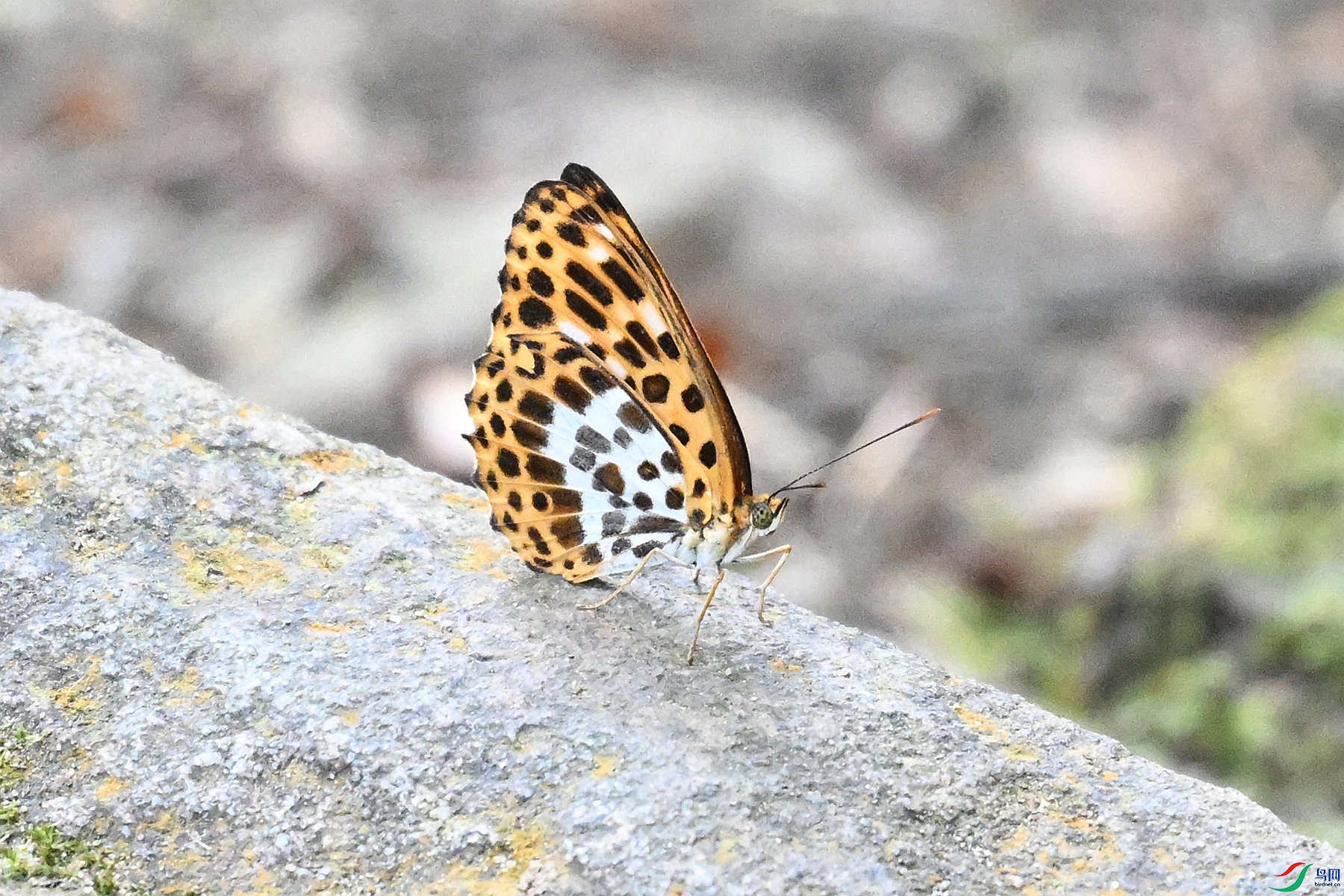 DSC_2499.JPG