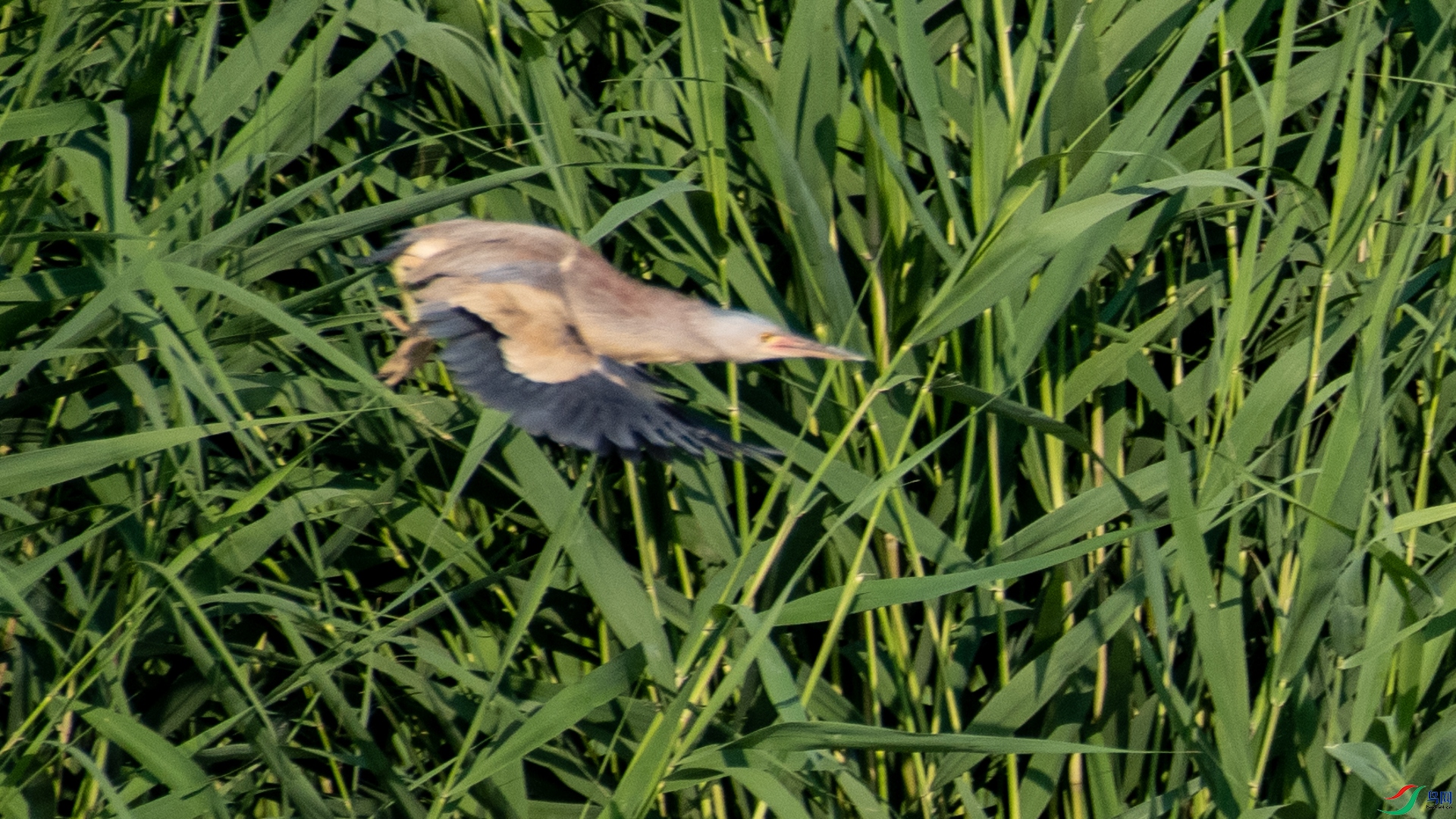 _DSC8668.jpg