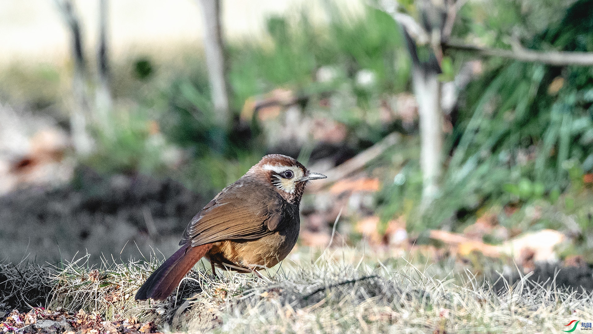 DSC_3069 ����.jpg