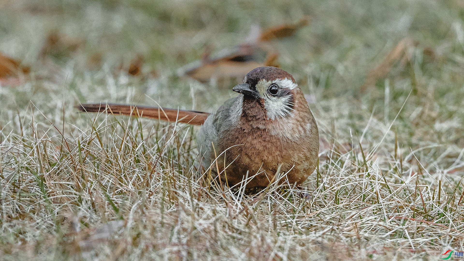 DSC_3088 ����.jpg