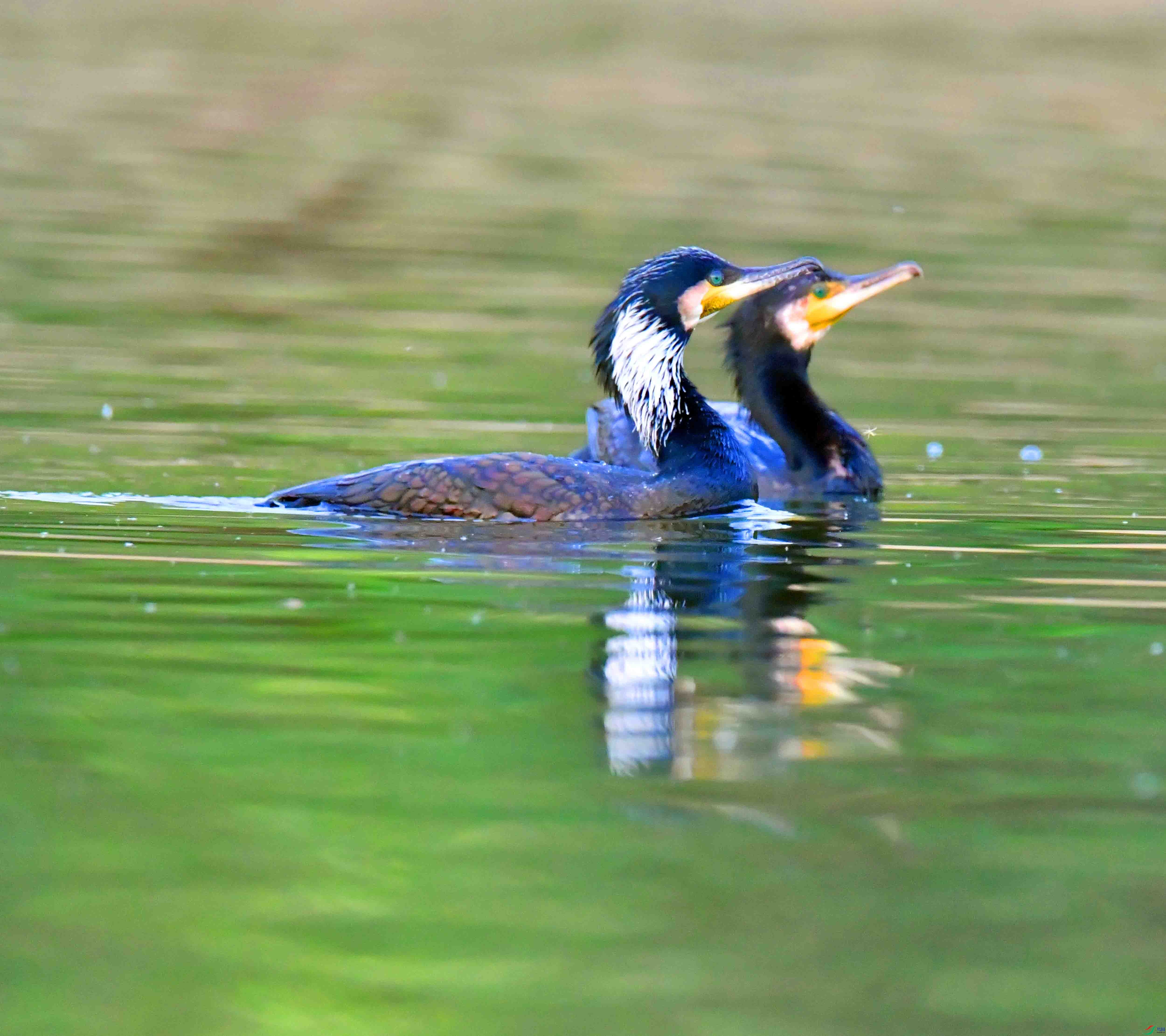 DSC_0754.JPG