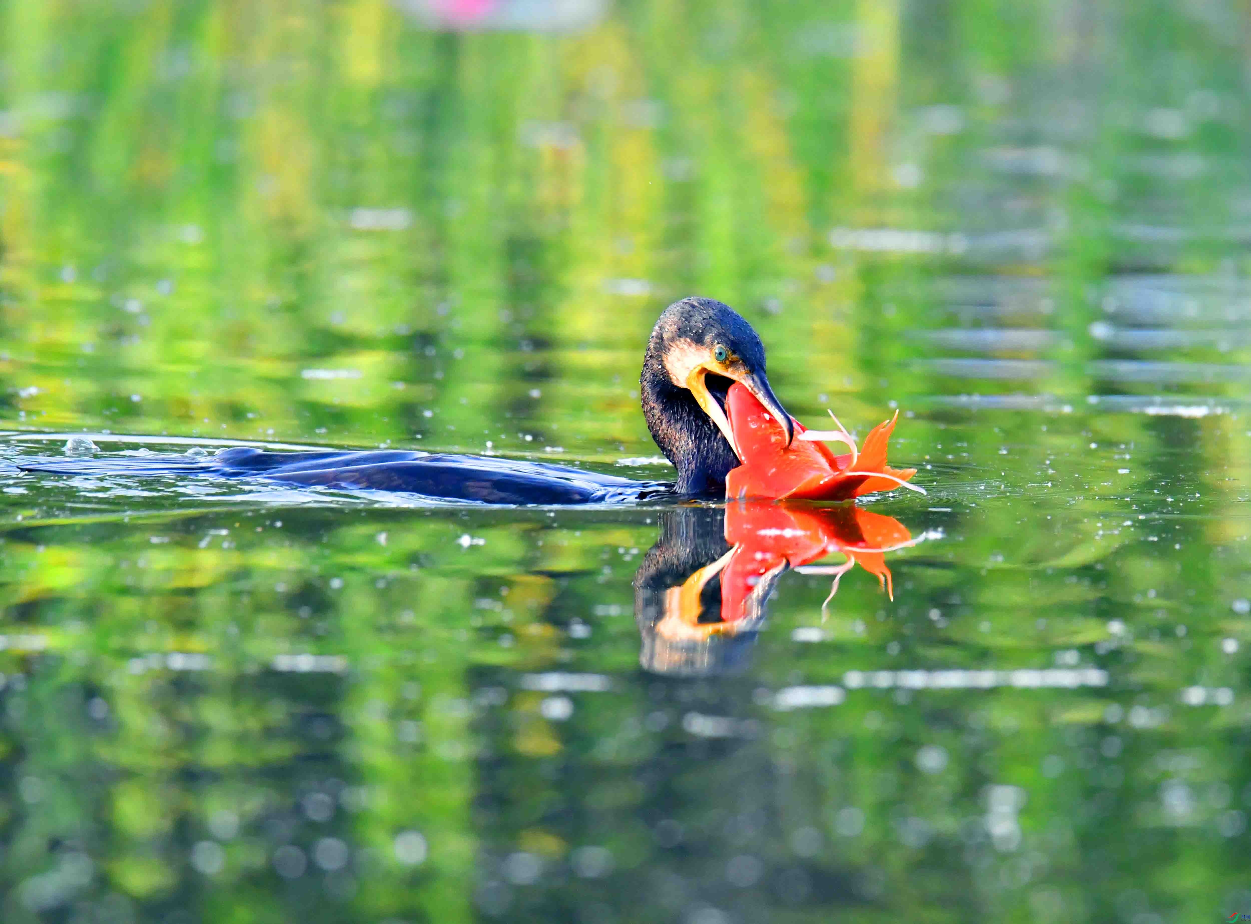 DSC_0808.JPG