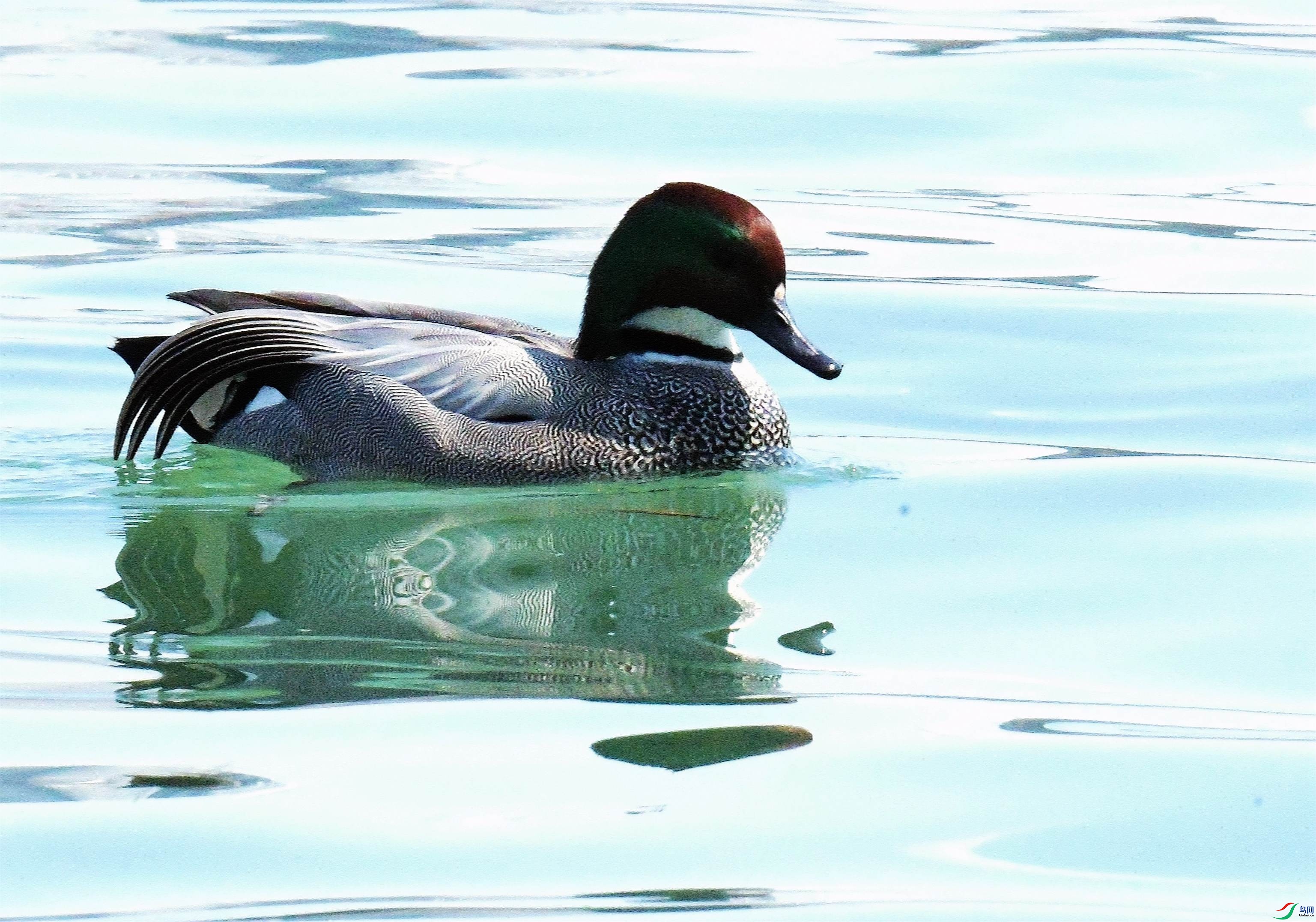 DSC_2955.JPG