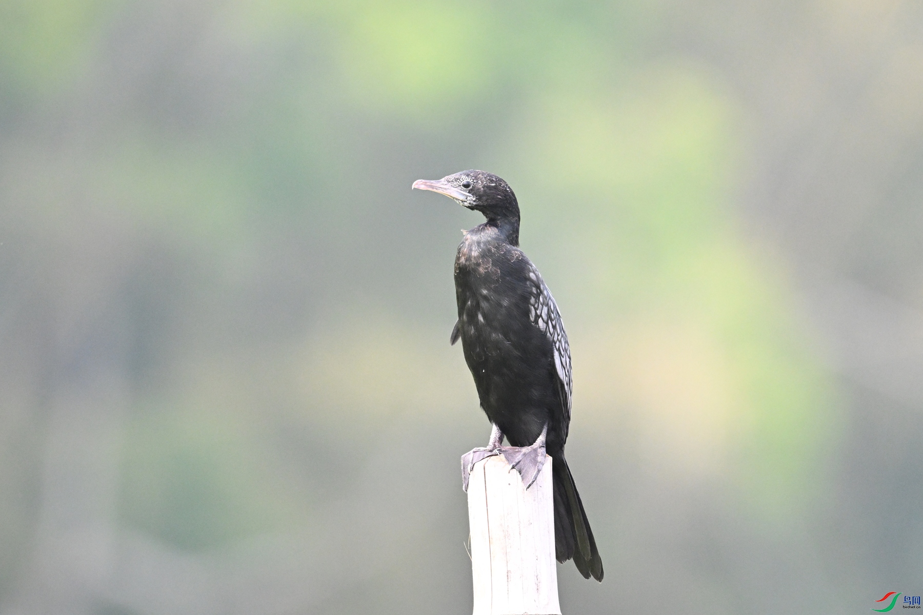 DSC_6090.JPG