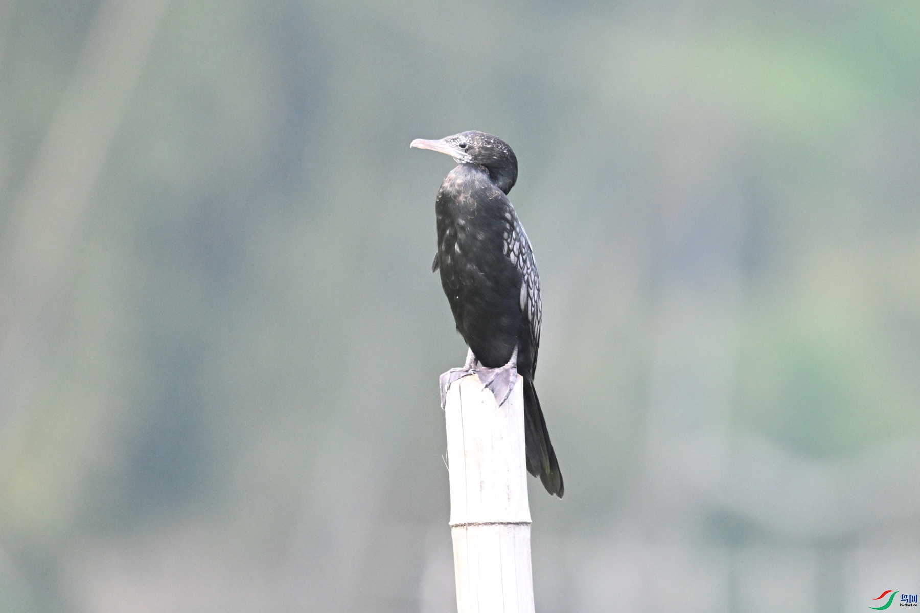 DSC_6082.JPG