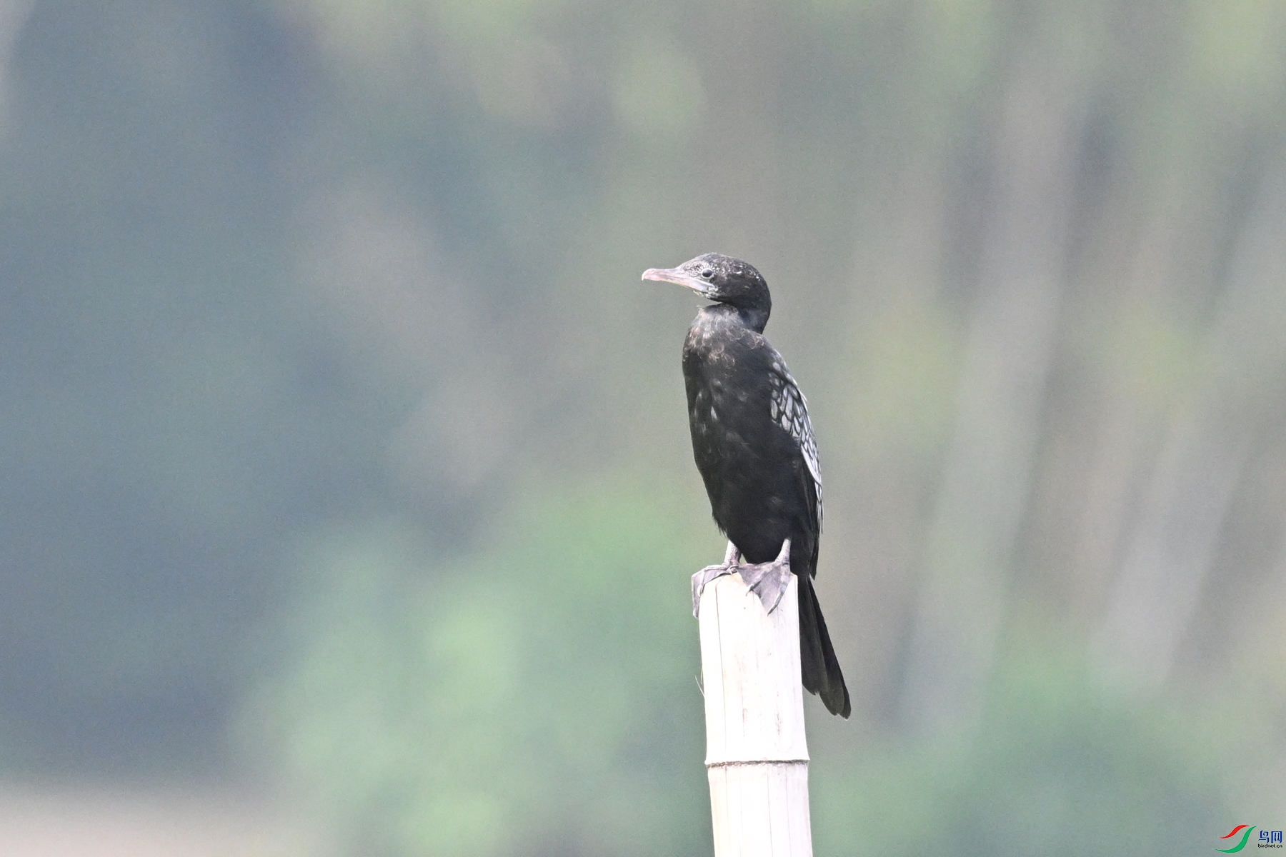 DSC_6059.JPG