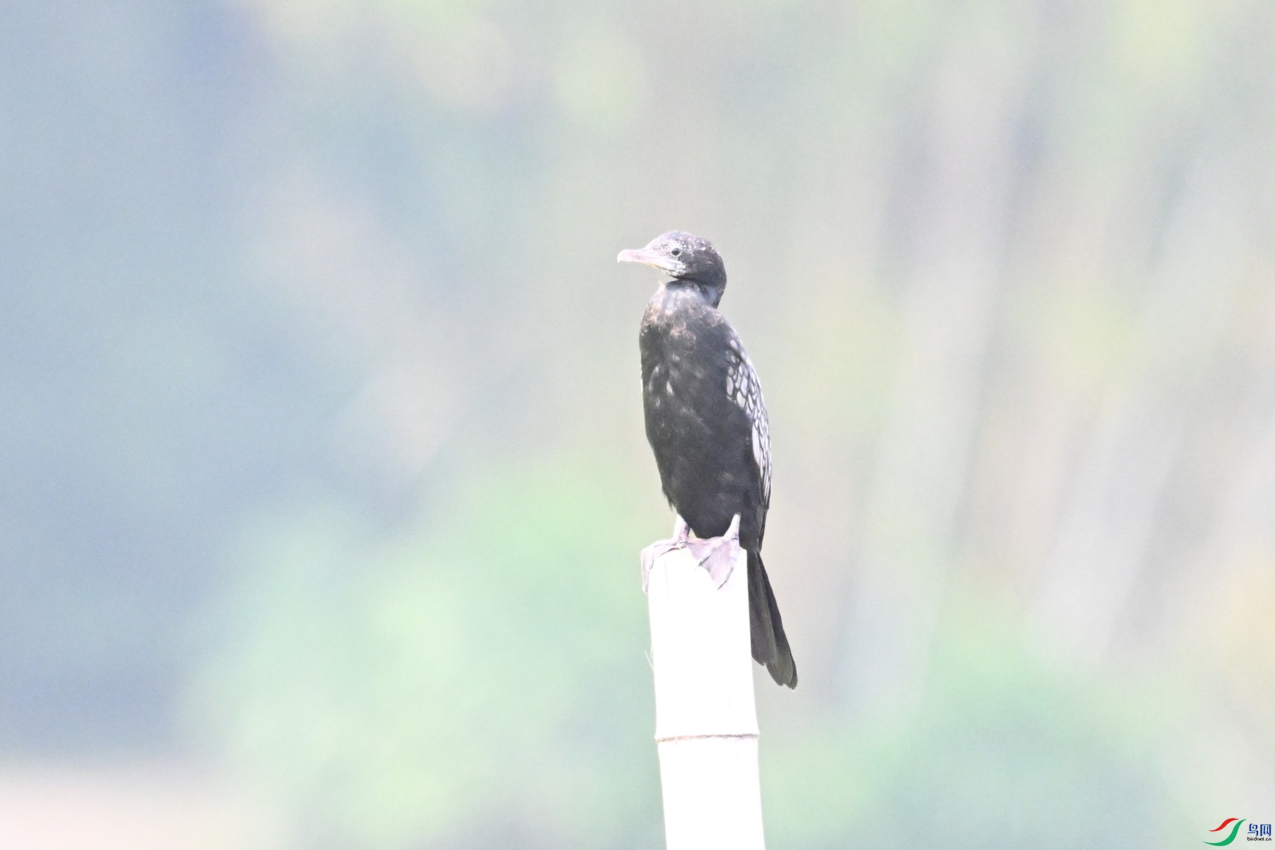 DSC_6061.JPG