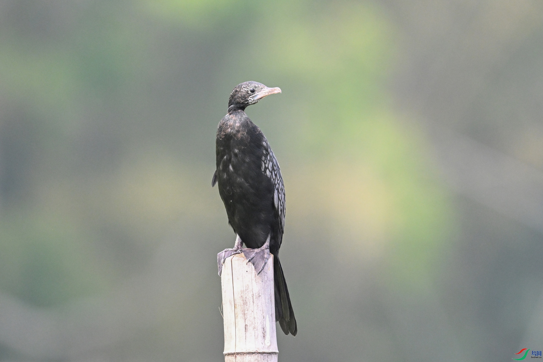 DSC_6085.JPG