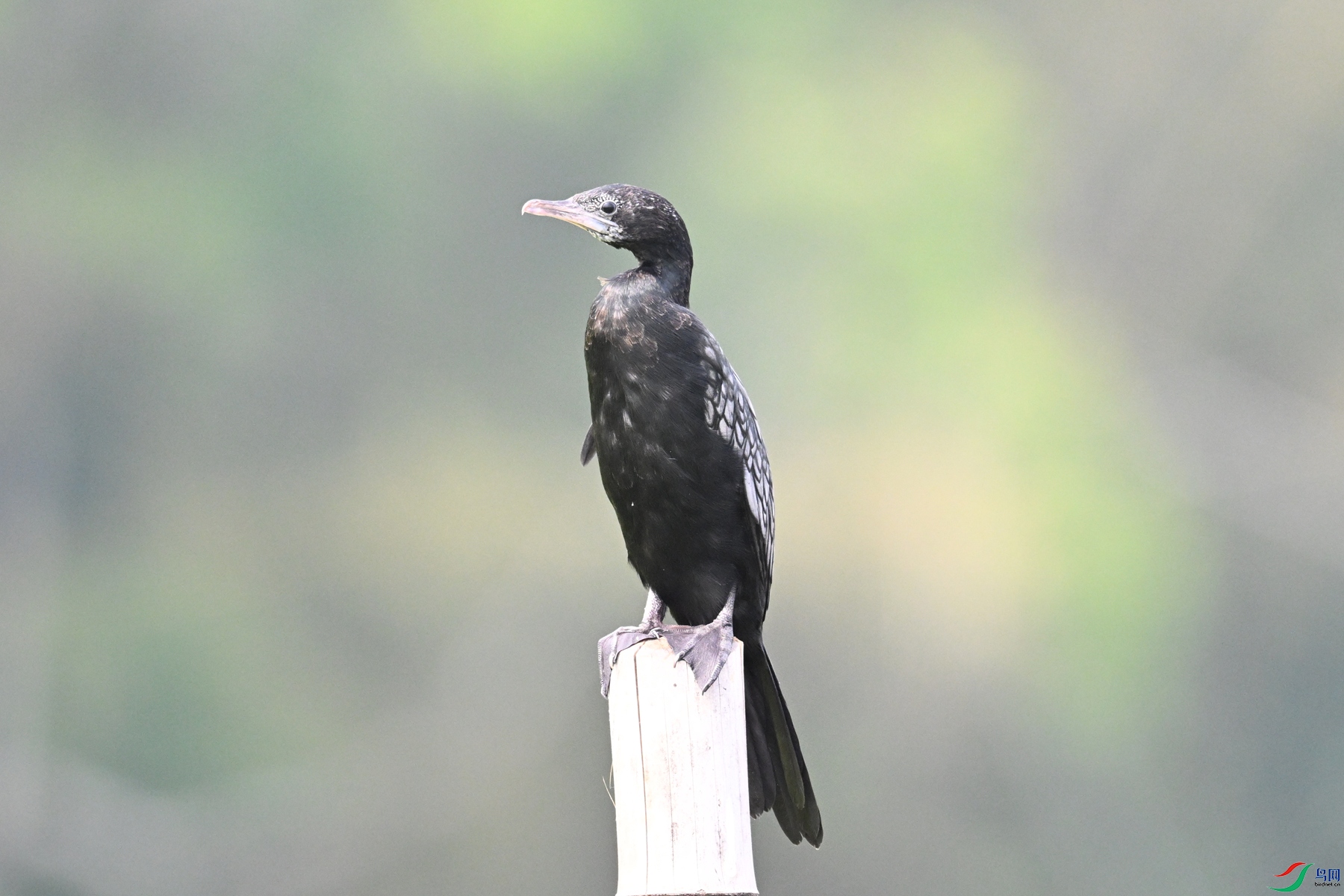 DSC_6088.JPG