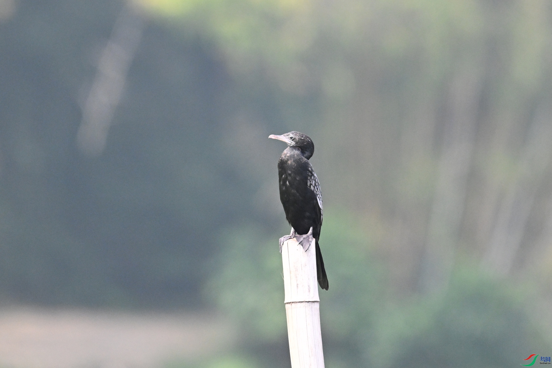 DSC_6065.JPG