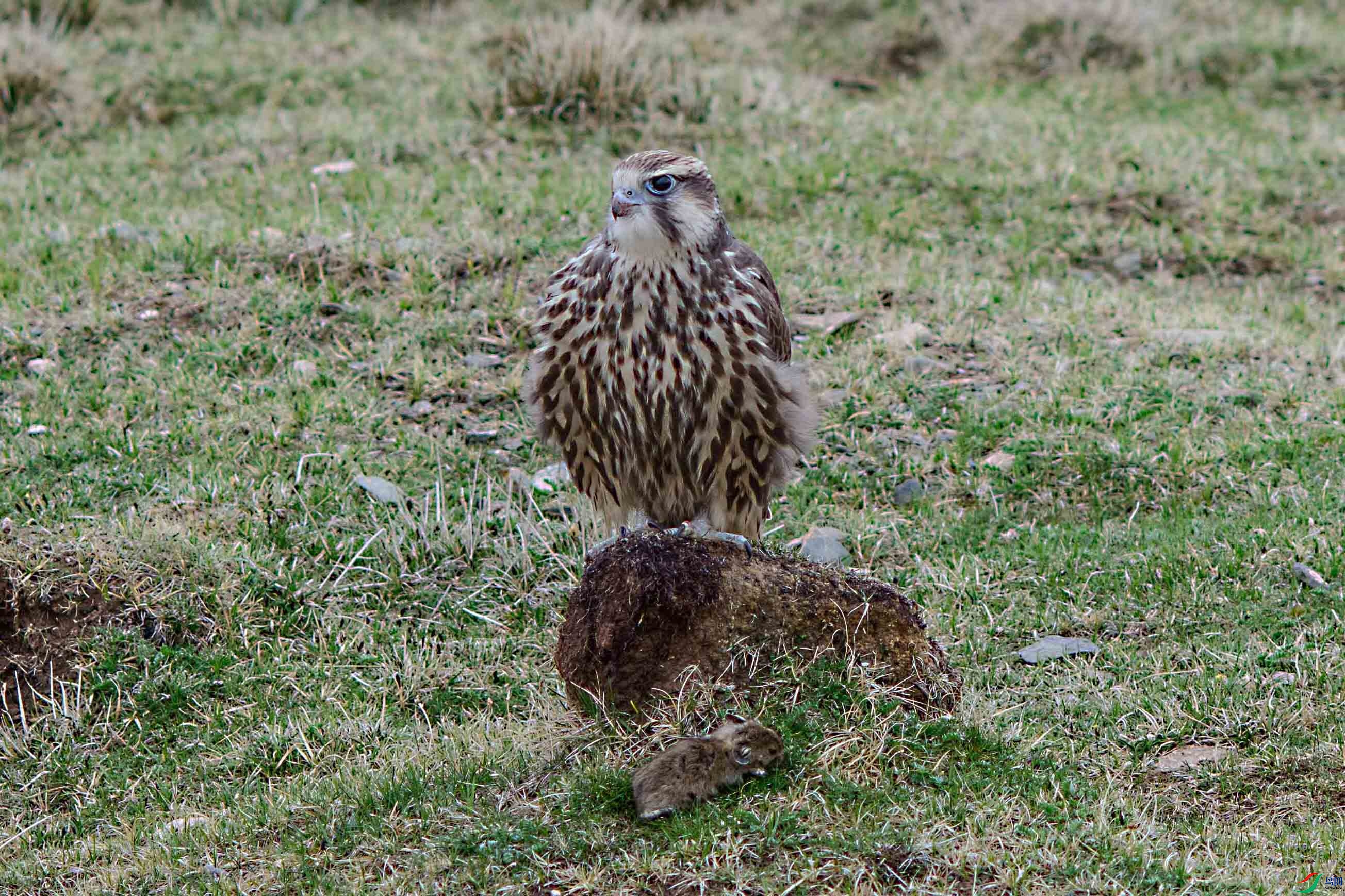 DSC_4039-1.jpg