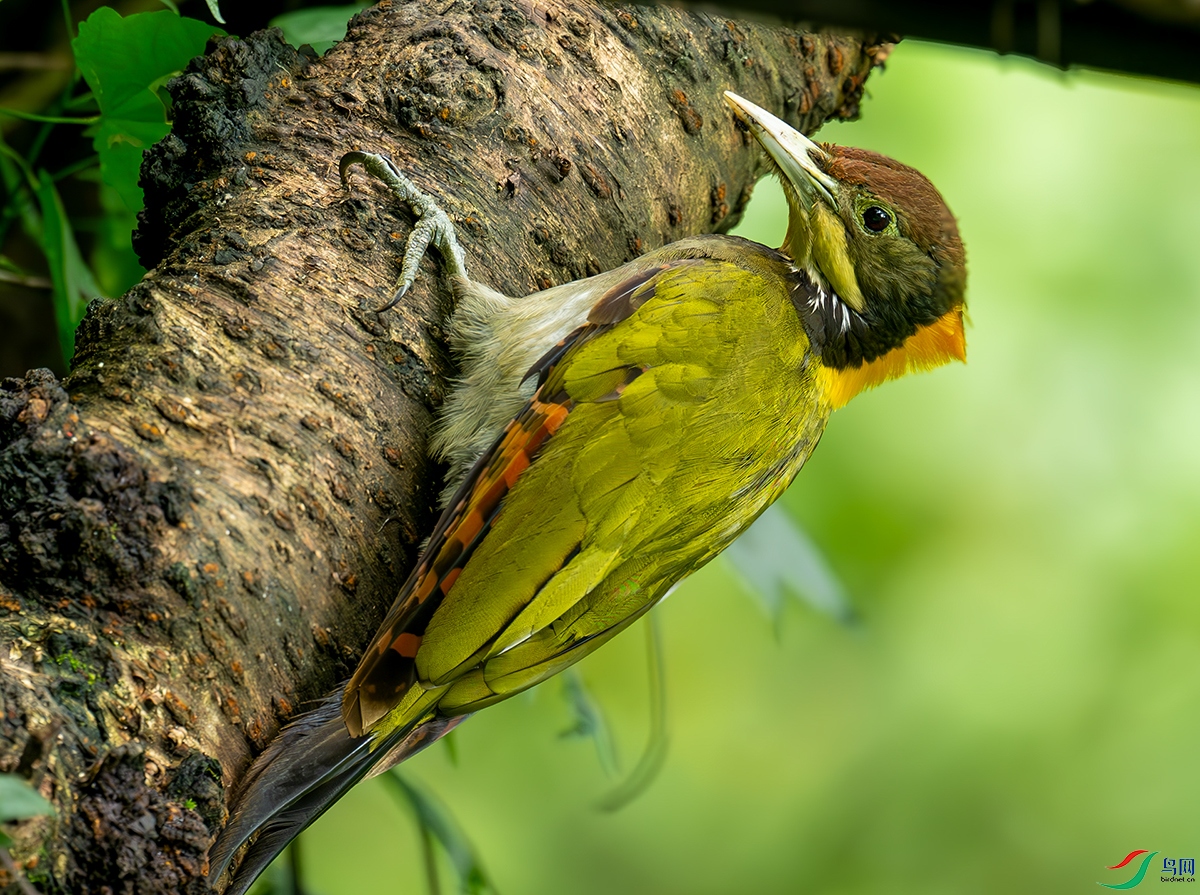 DSC_2950-����ǿ-NR ���� 3.jpg