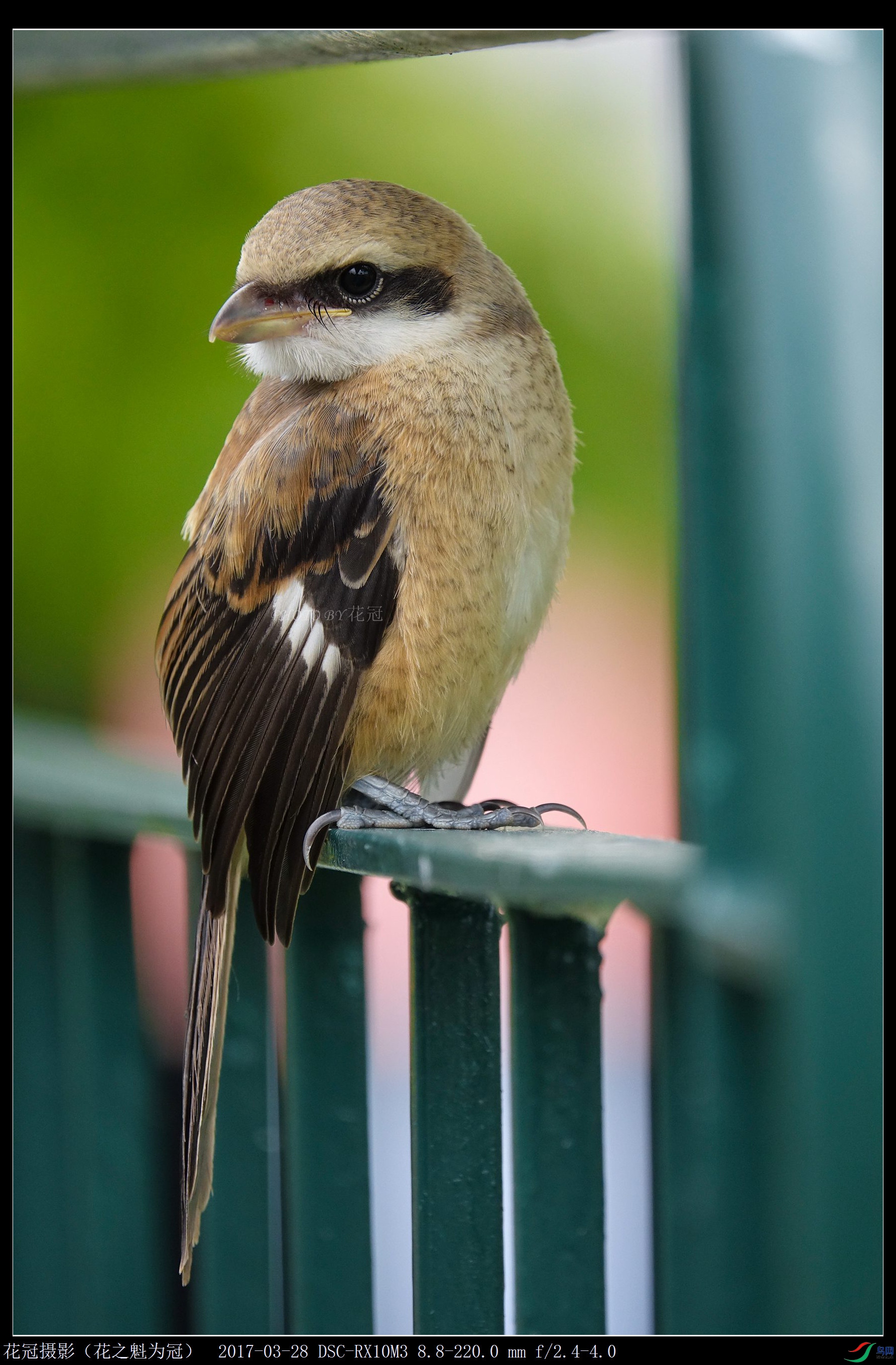 DSC07998B-1_����_����.jpg