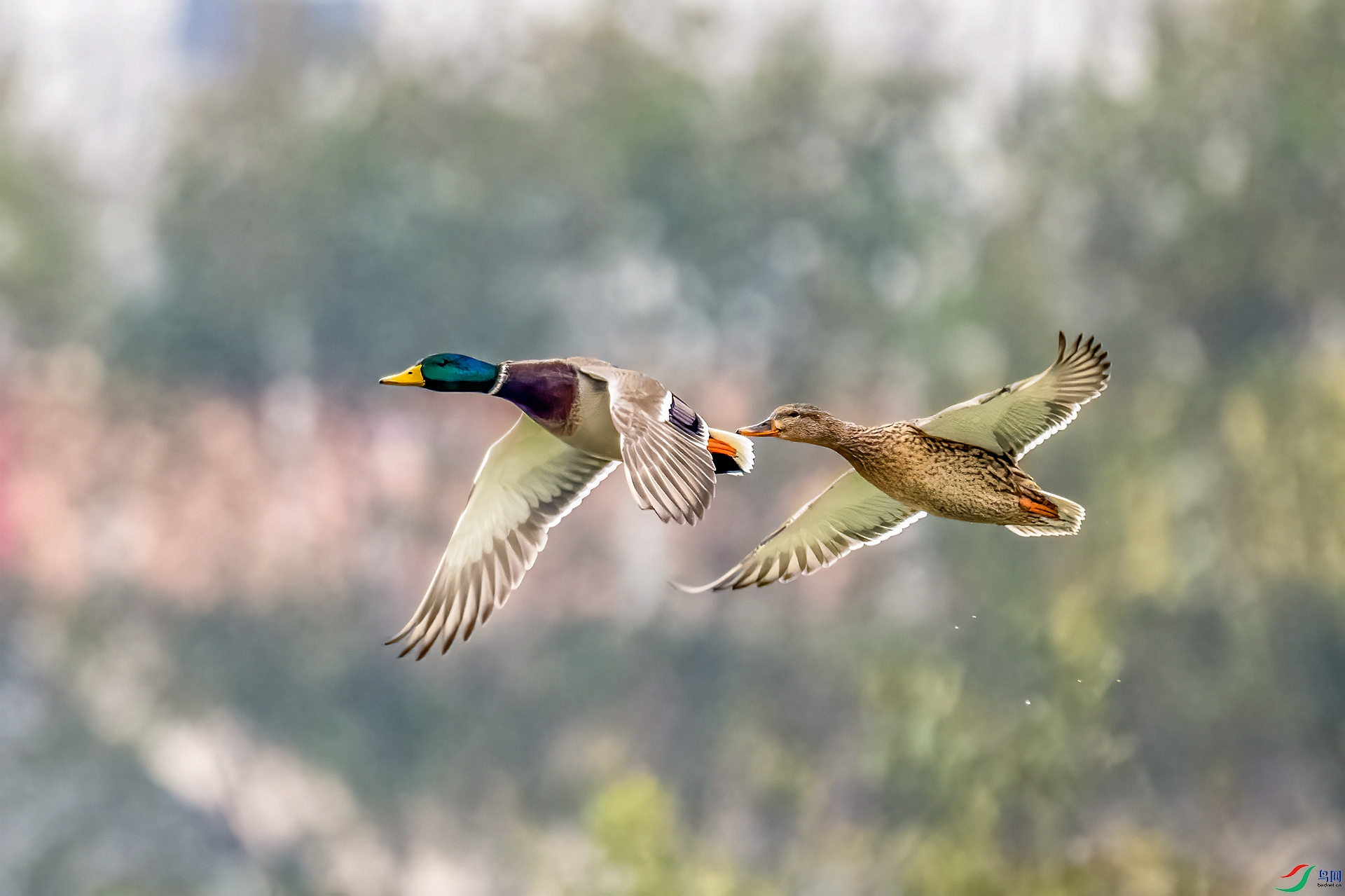 DSC_4251_����.jpg