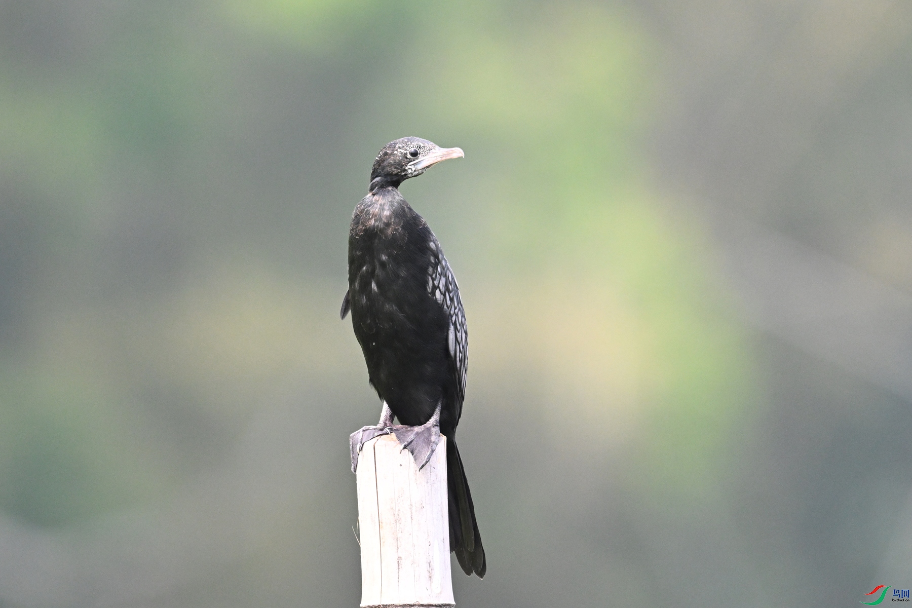 DSC_6087.JPG