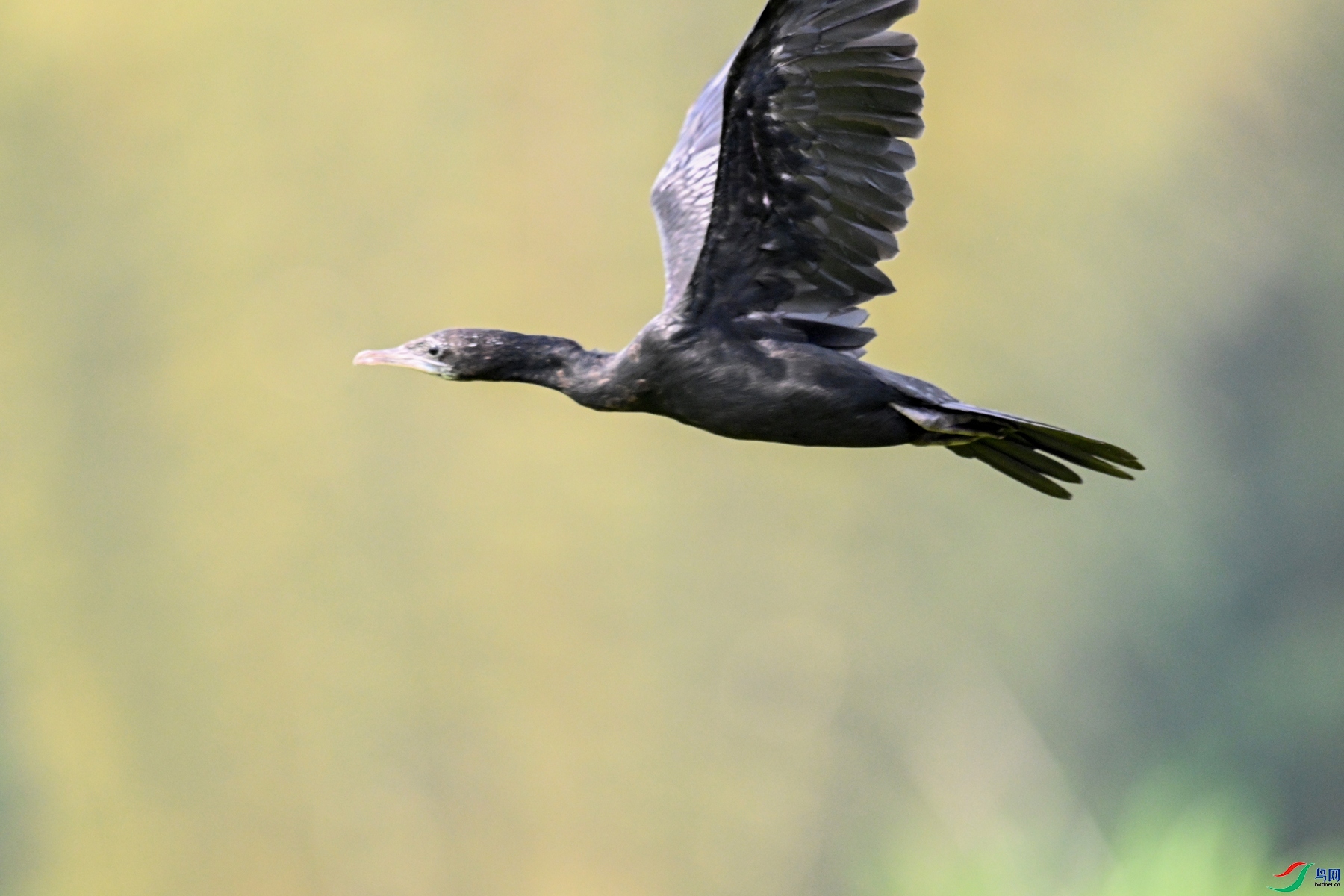 DSC_6108.JPG