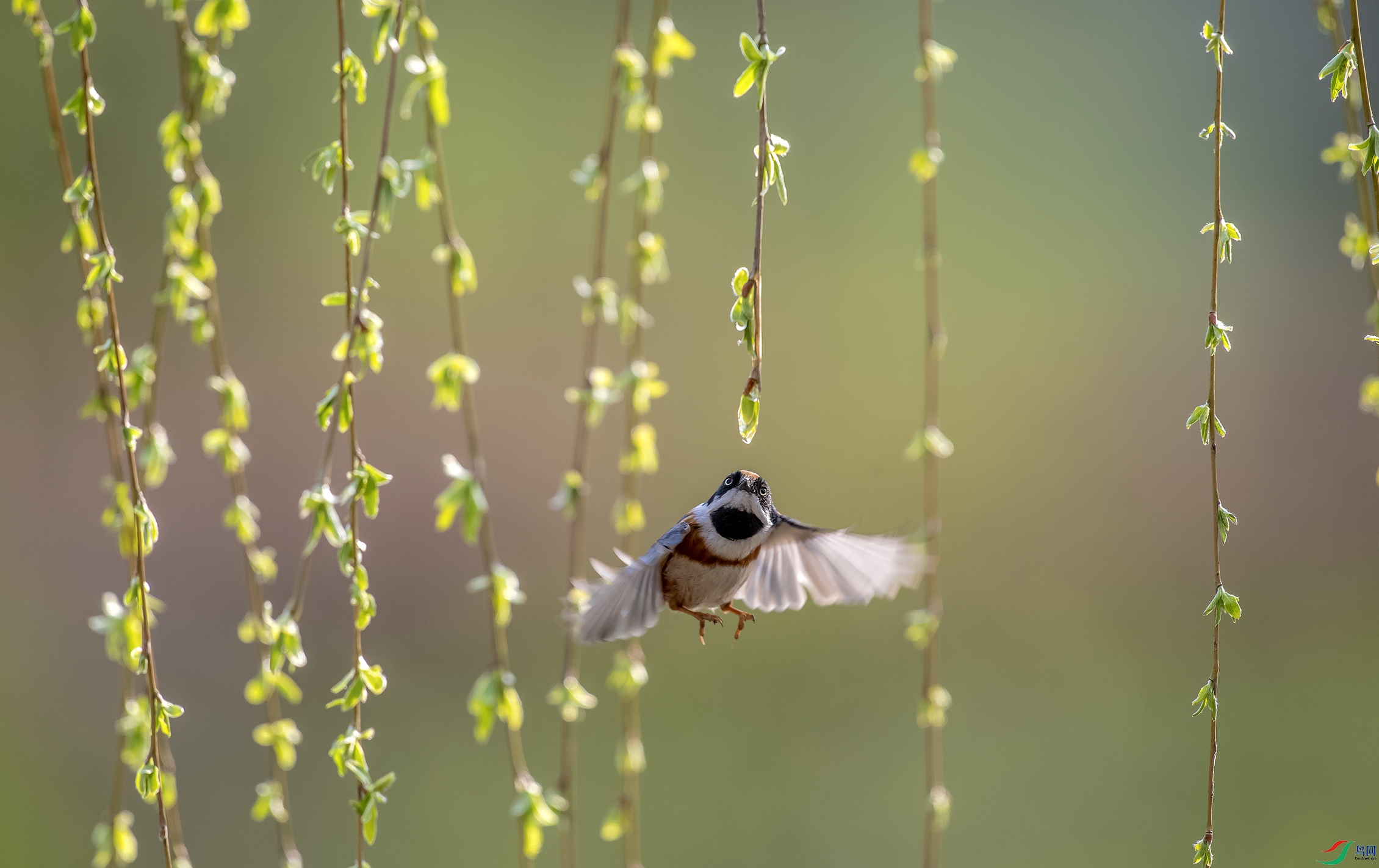 DSC_8519a.jpg