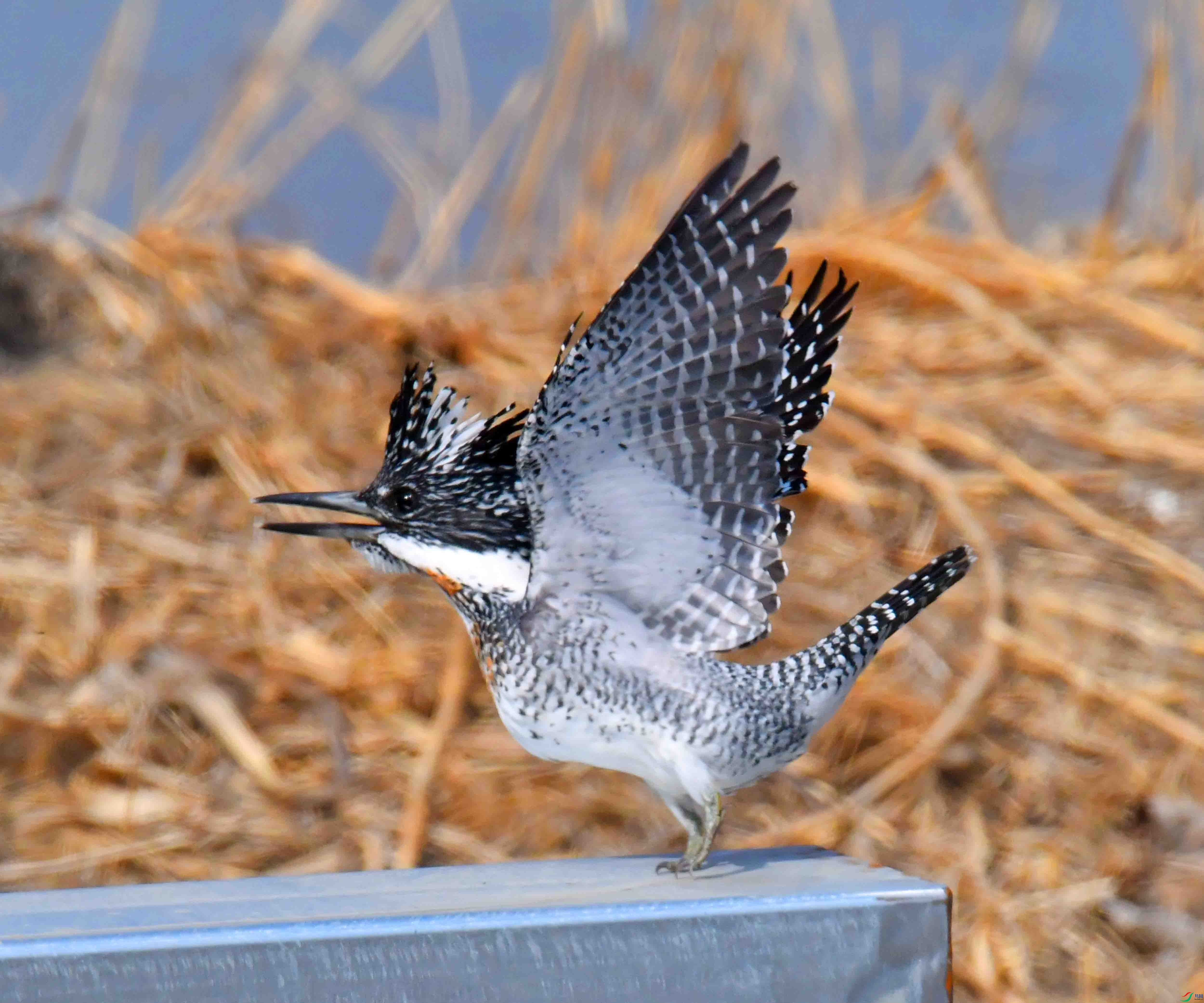 DSC_3573.JPG